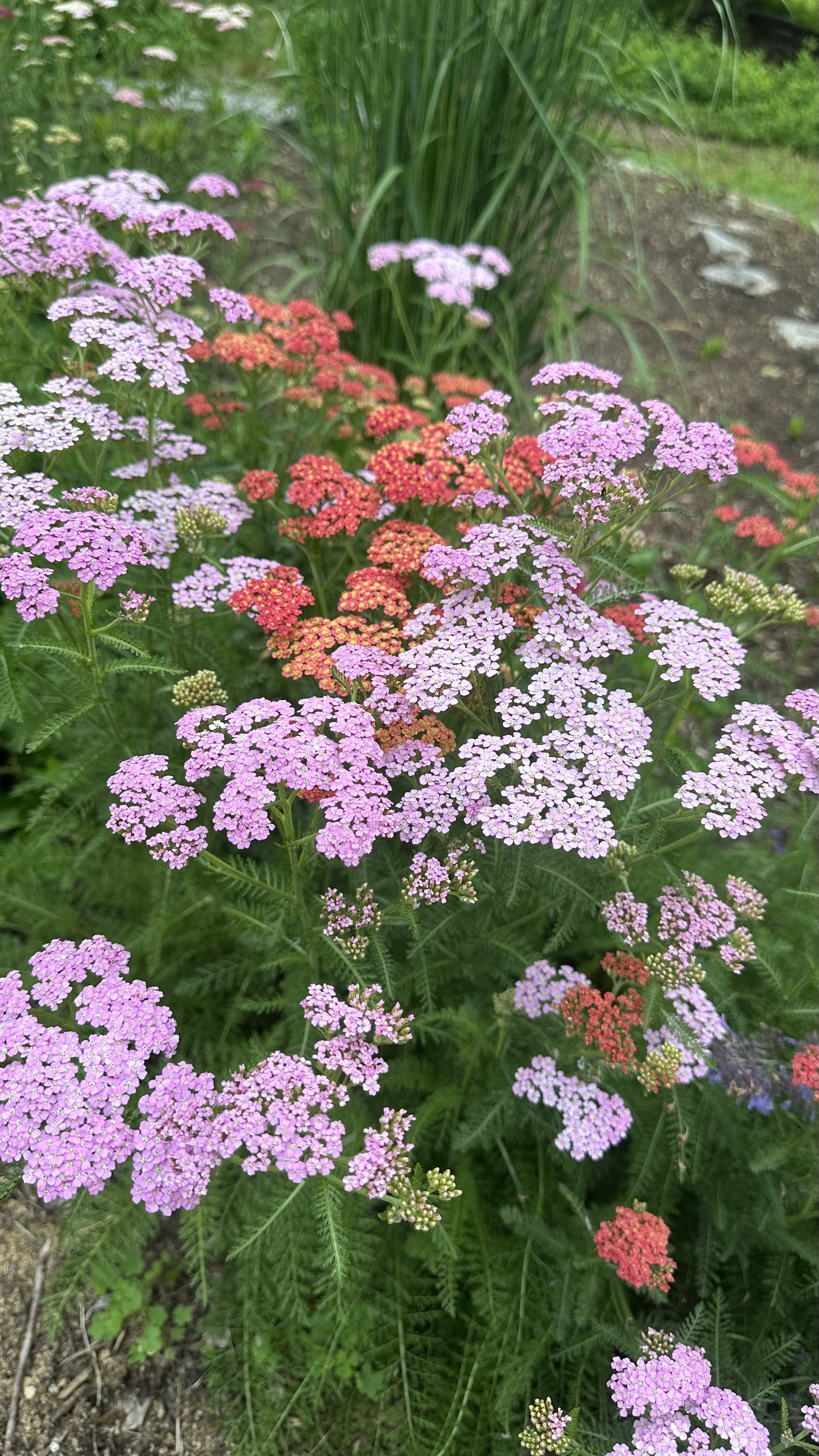 Yarrow 'Summer Berries'