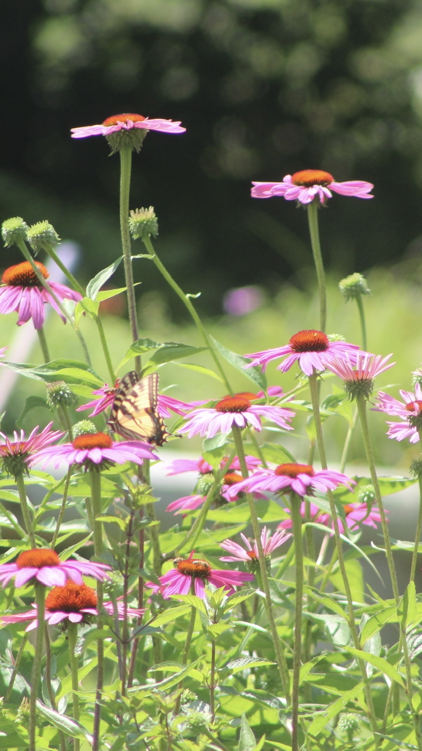 Coneflower 'Magnus'