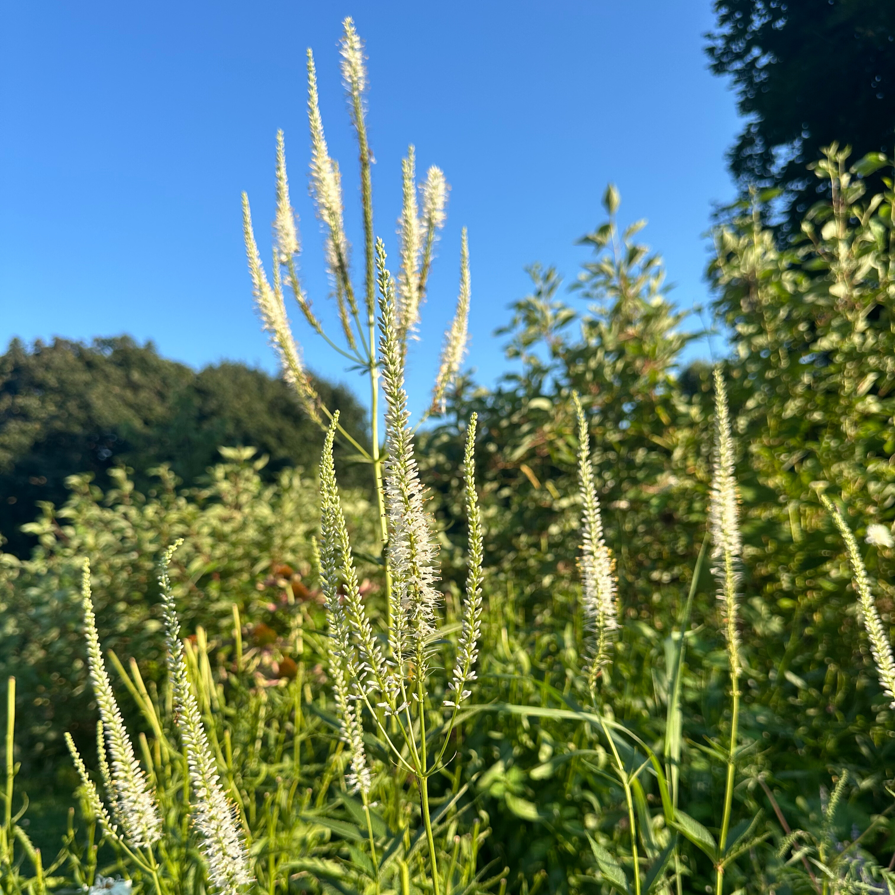 Culver's Root Alba