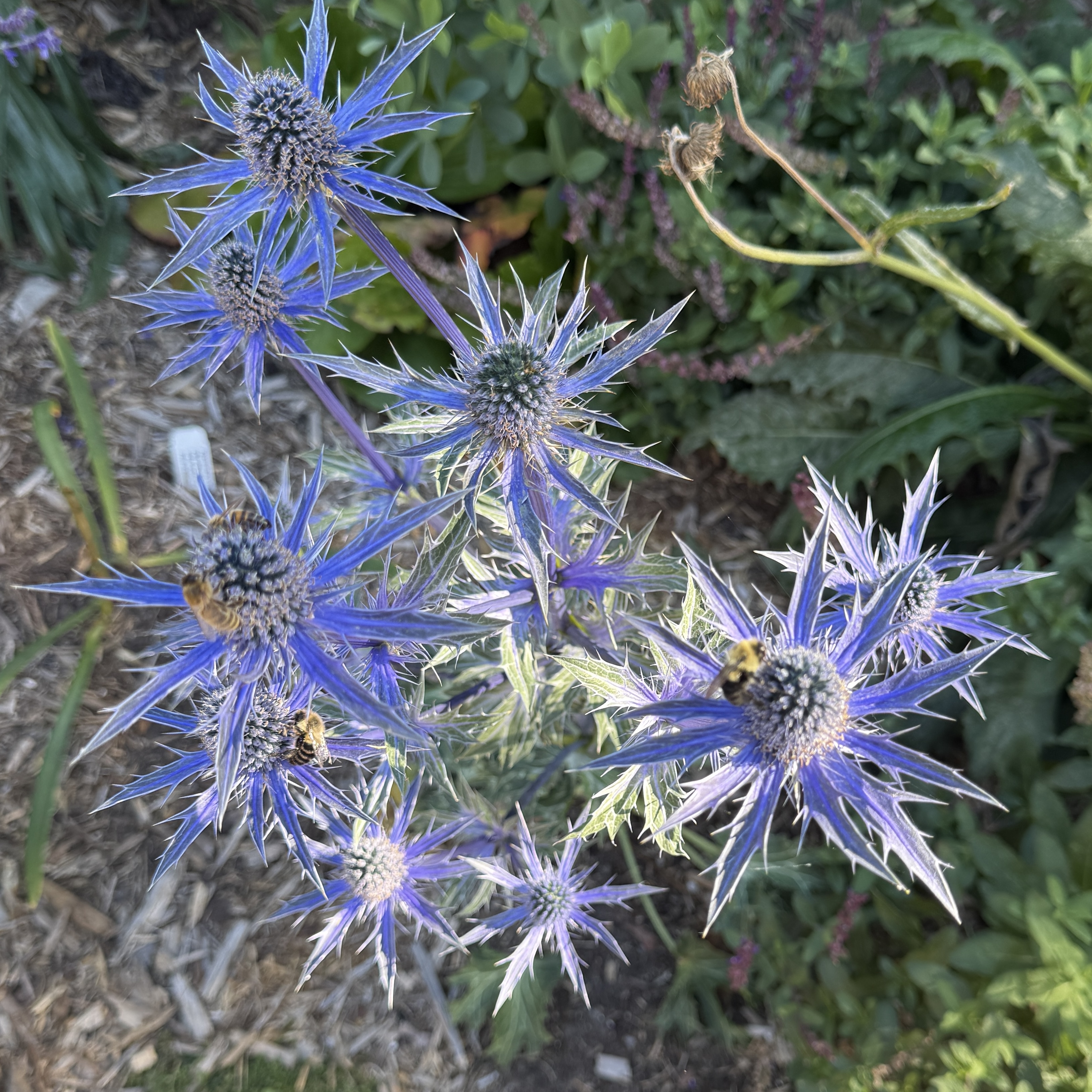 Sea Holly 'Superbum'