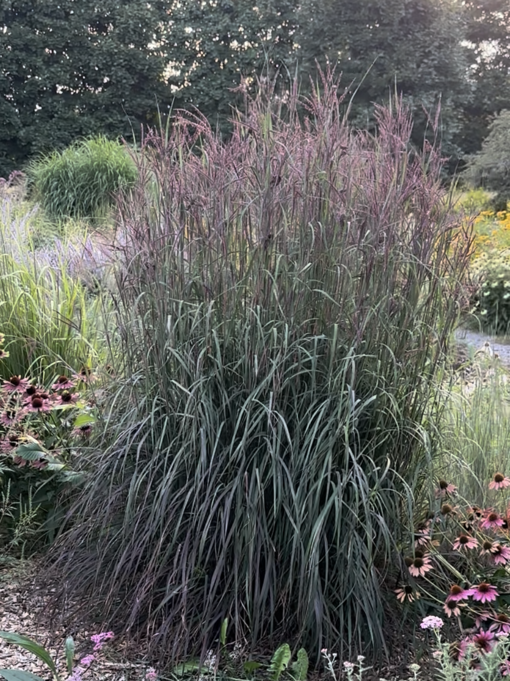Big Bluestem