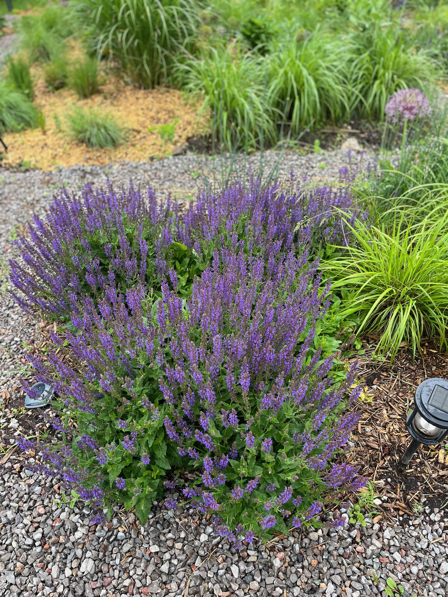 Salvia 'May Night'