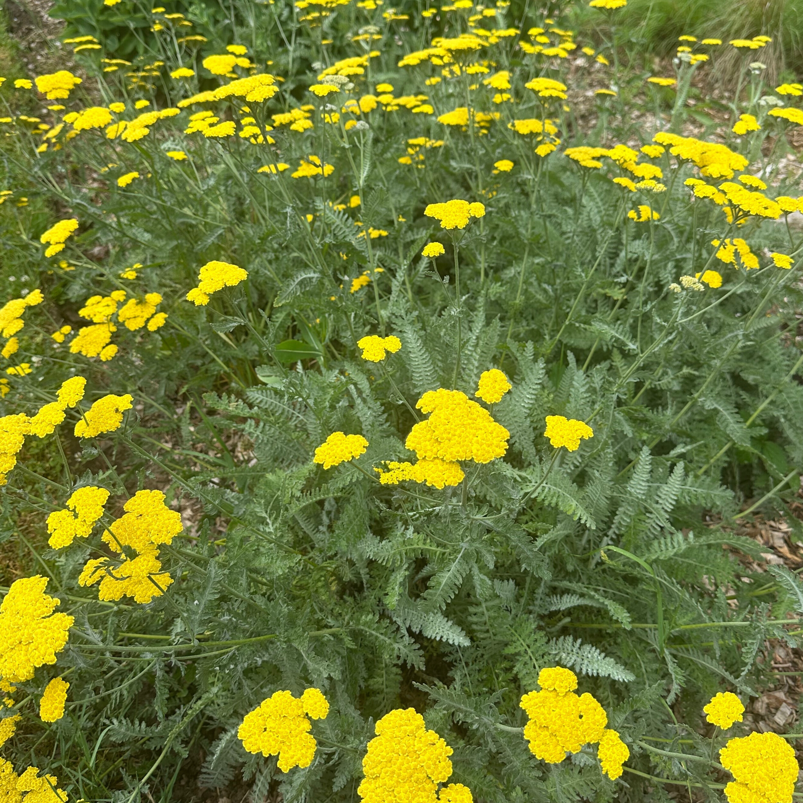 Yarrow 'Moonshine'