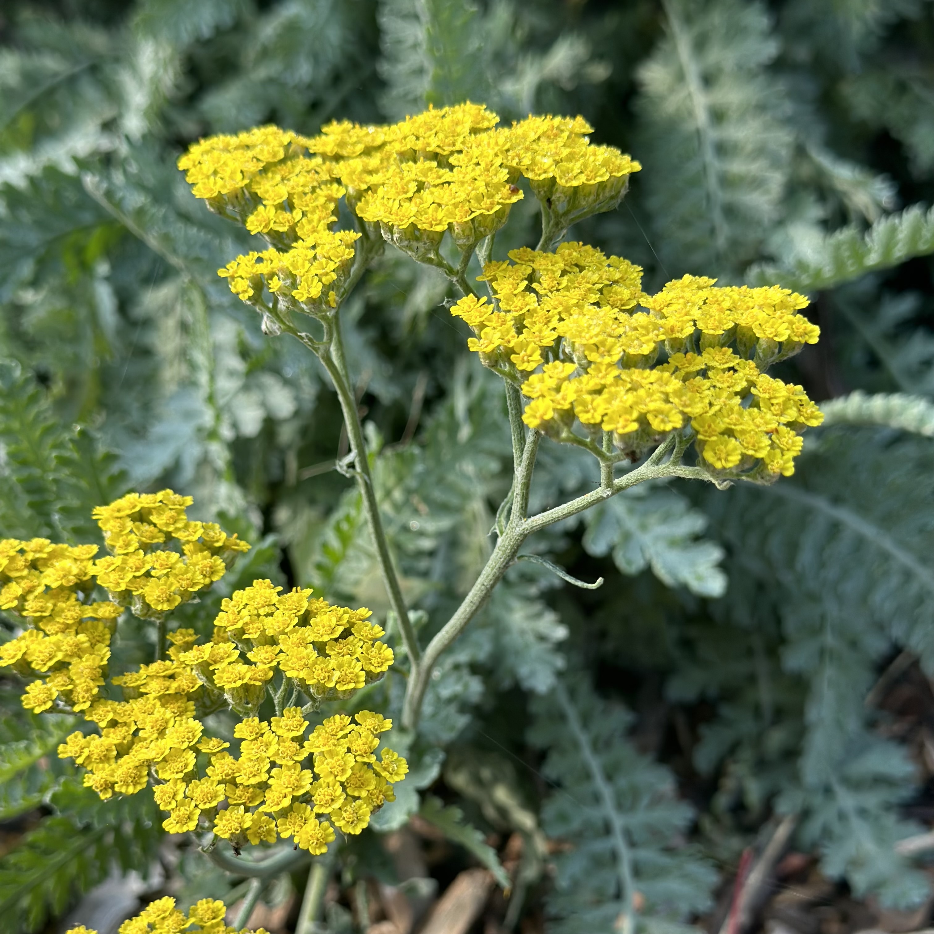 Yarrow 'Parkers Gold'