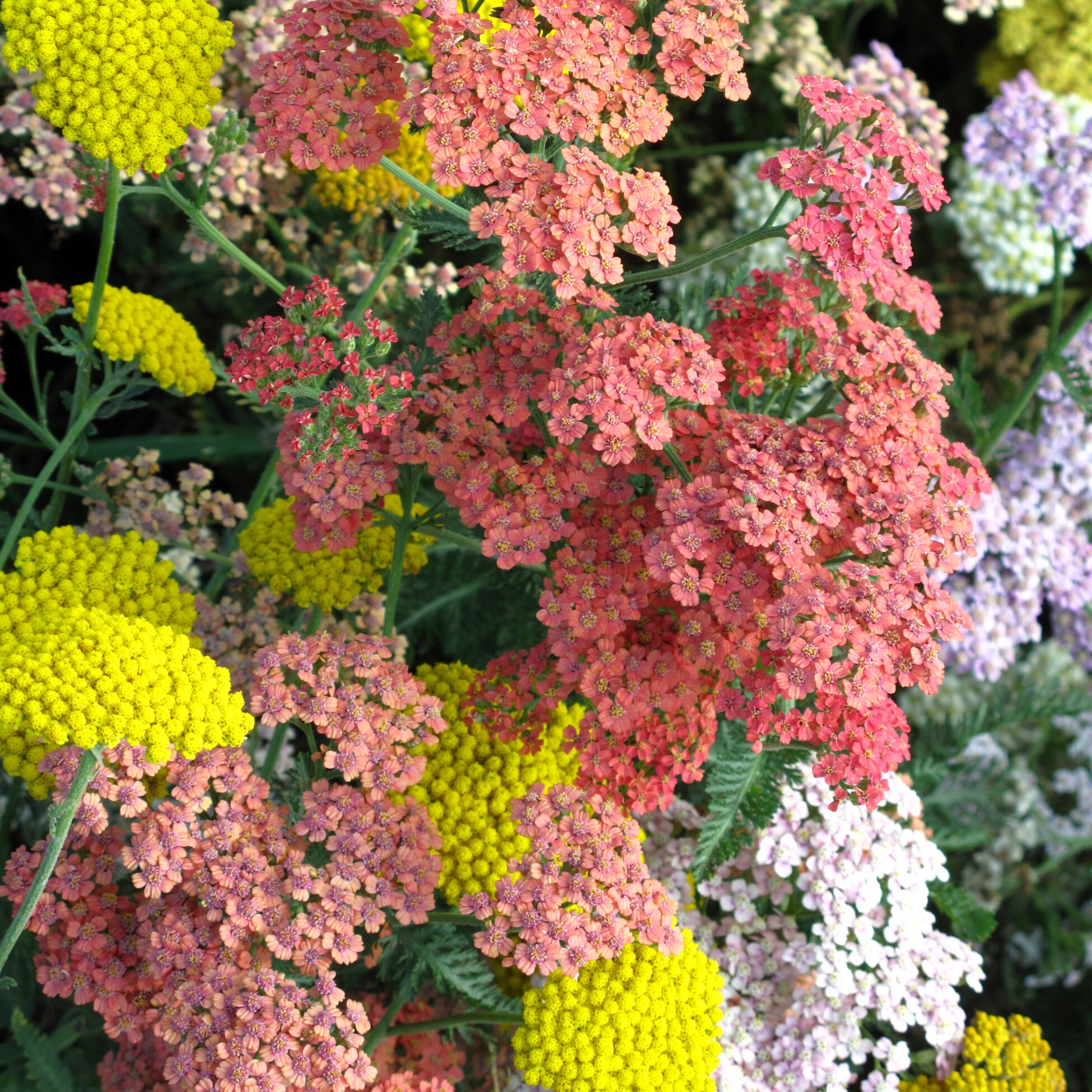 Yarrow 'Summer Pastels'
