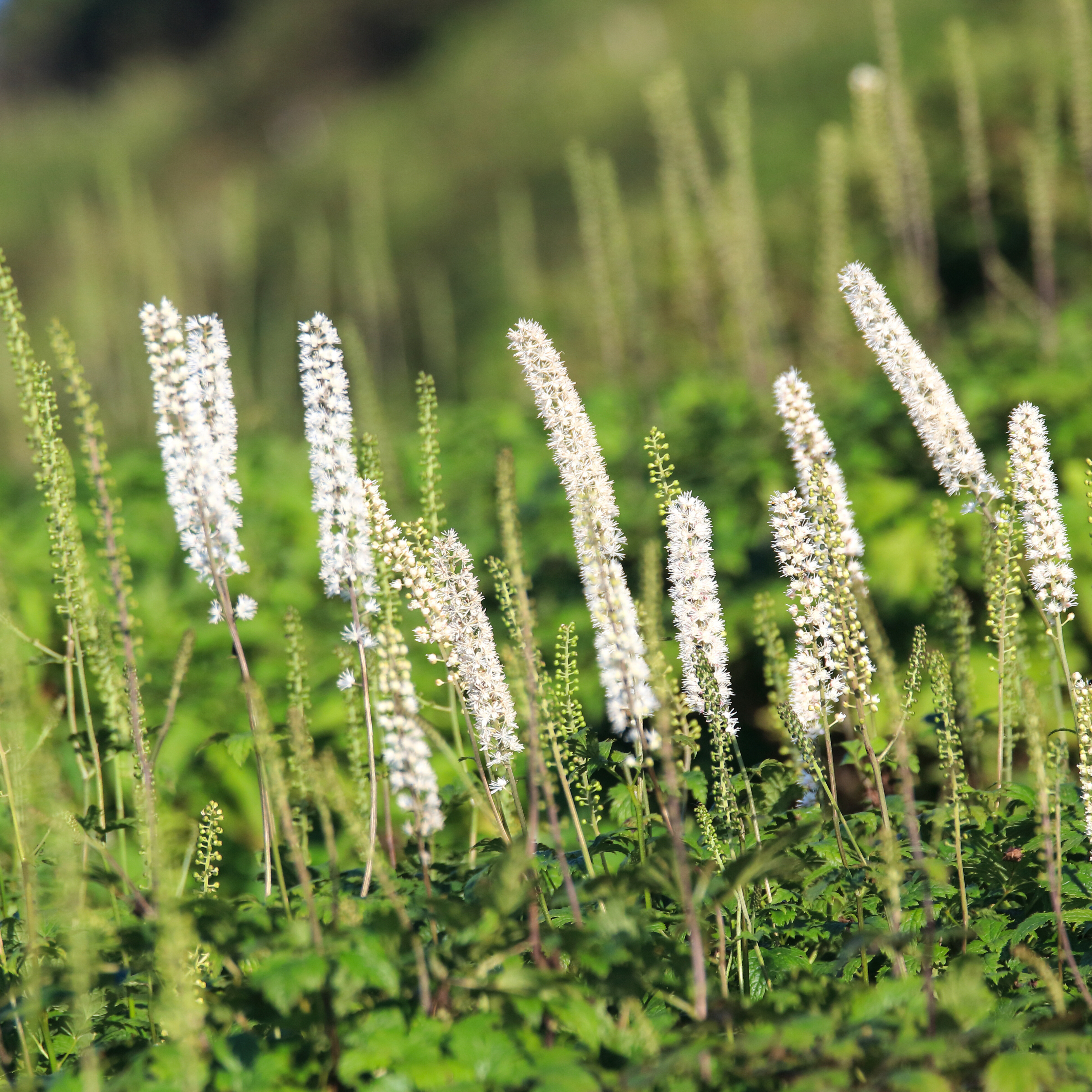 Bugbane