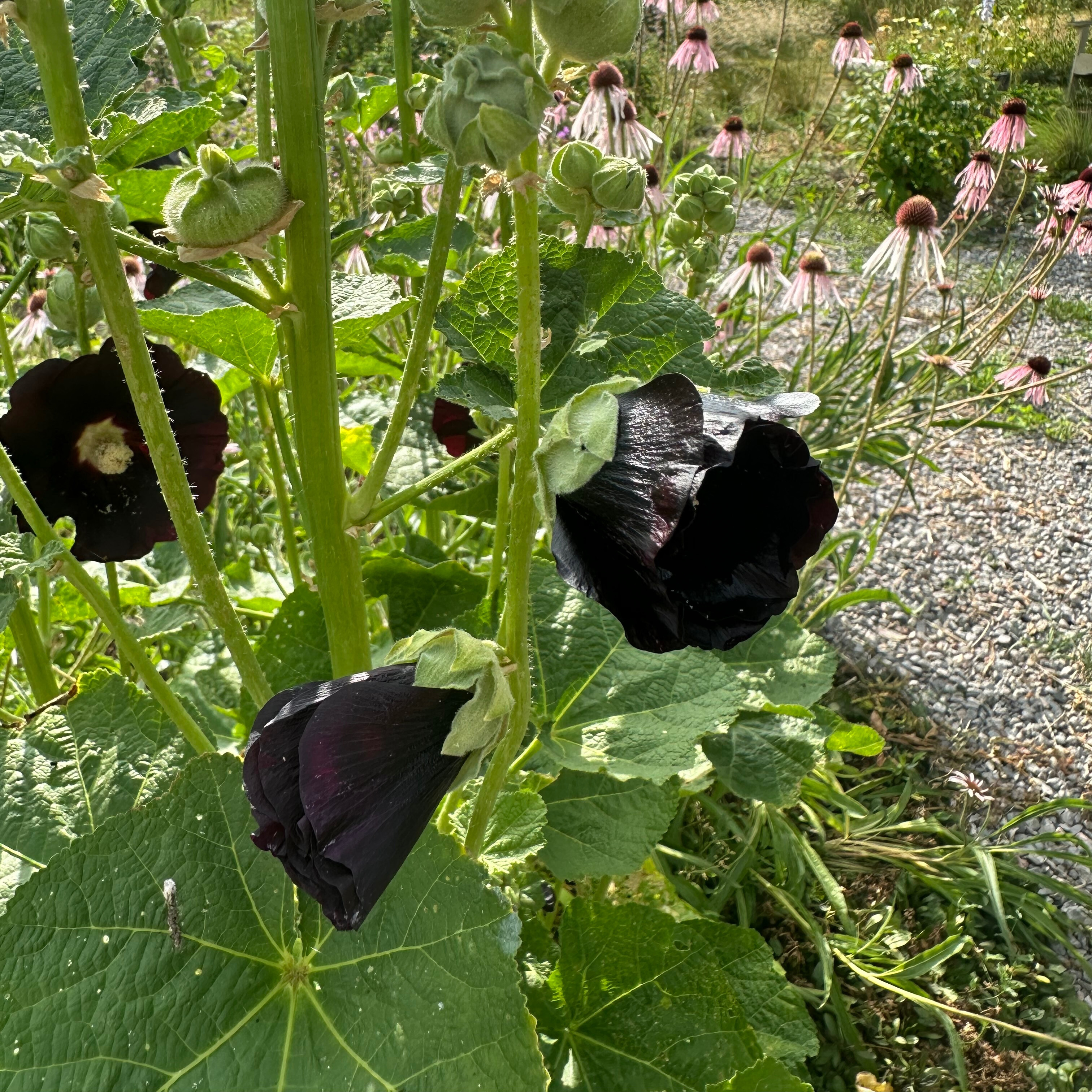 Hollyhock 'Black Arabian Night'