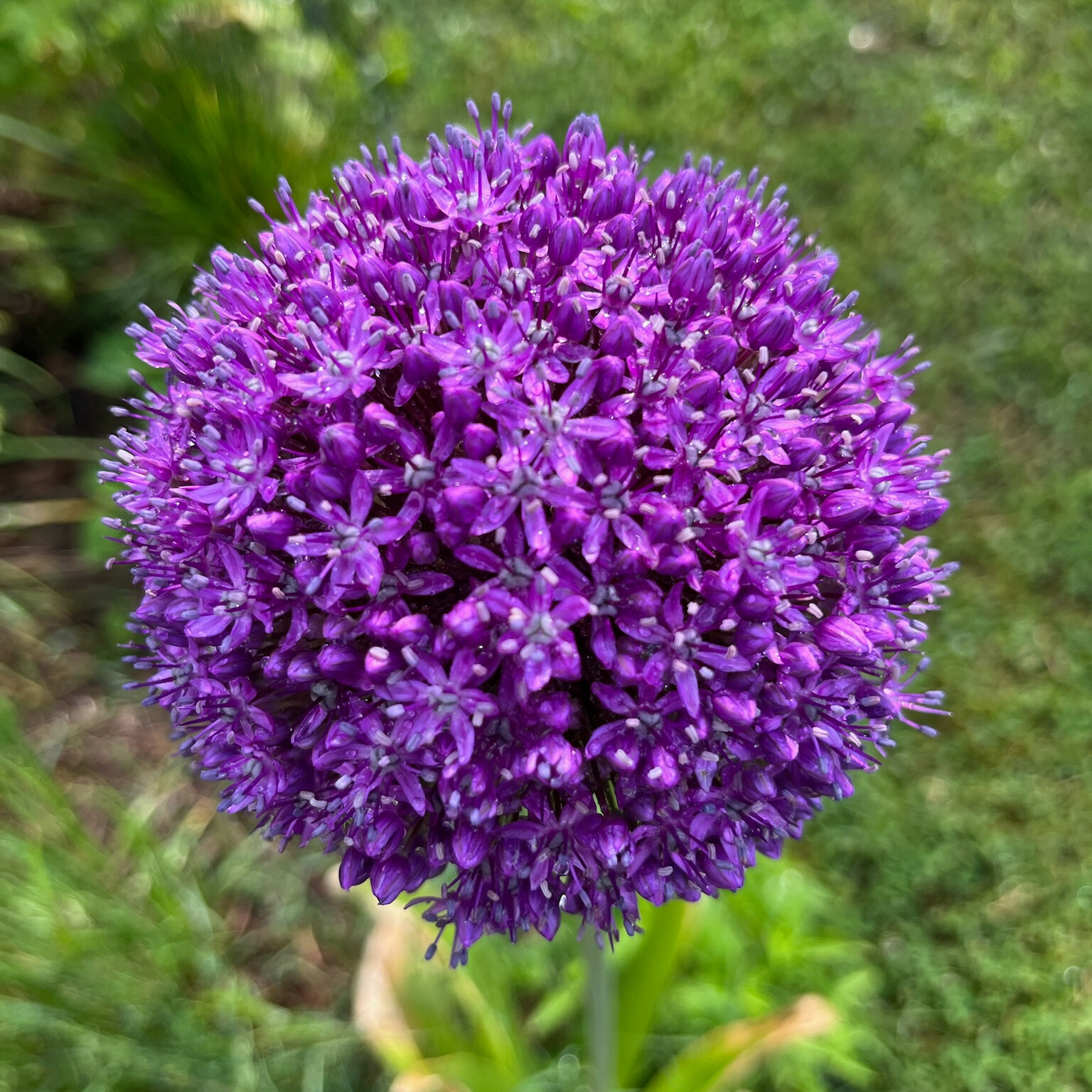 Allium 'Ambassador'