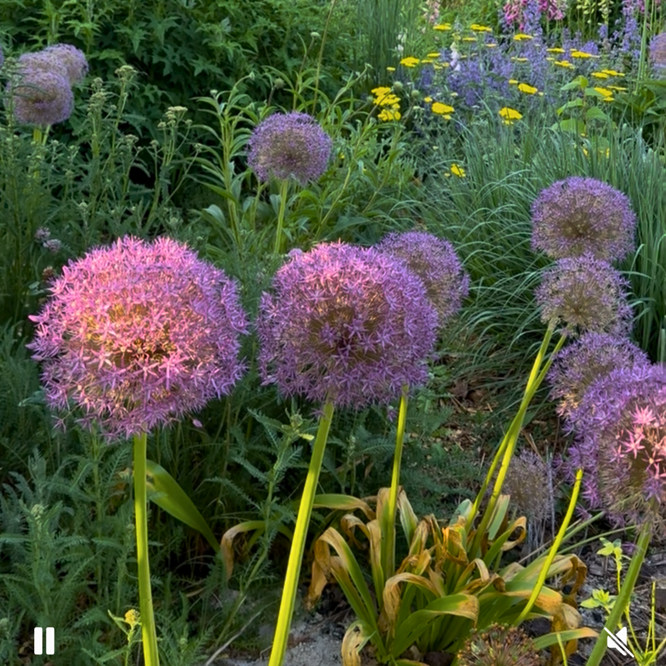 Allium 'Giganteum'
