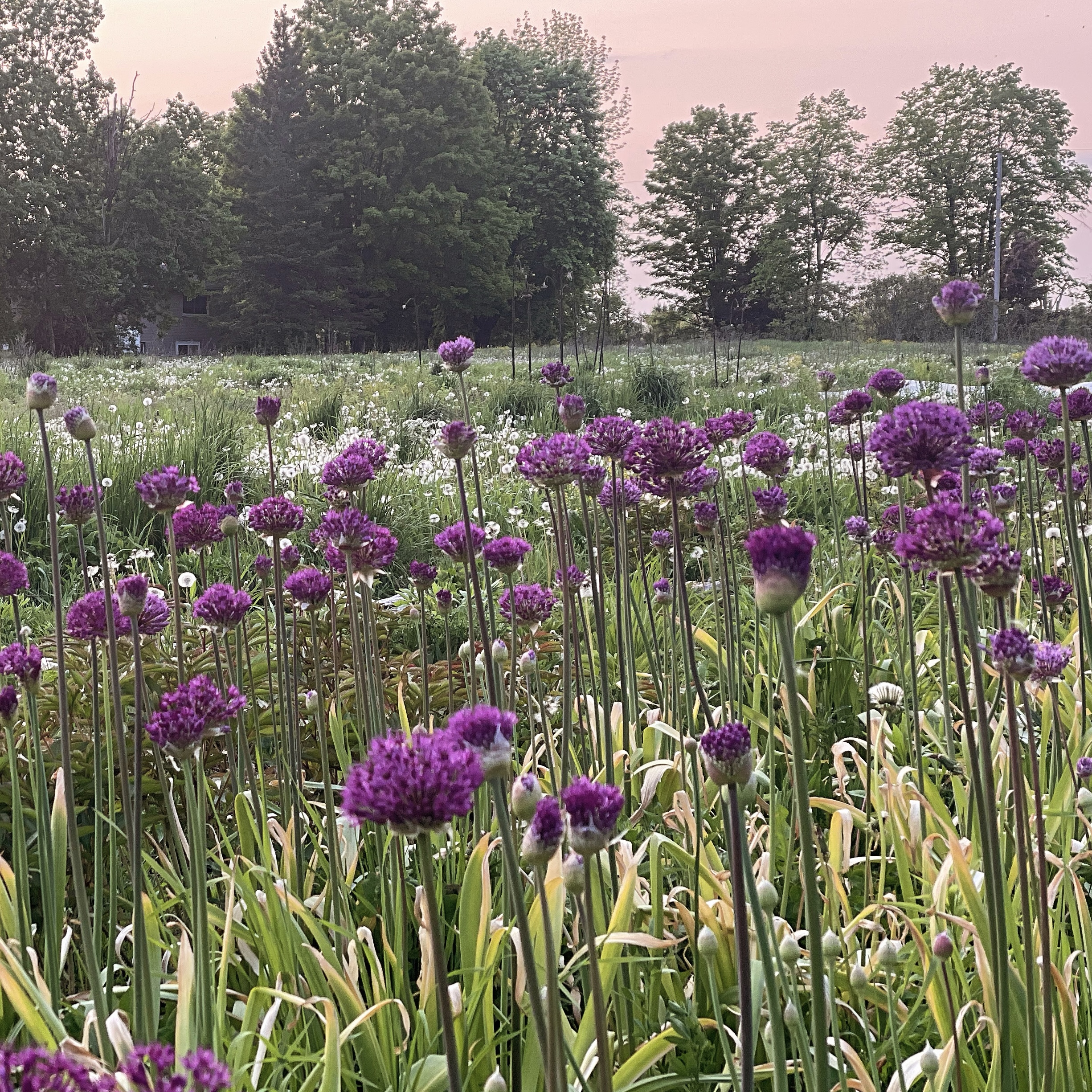 Allium 'Purple Sensation'