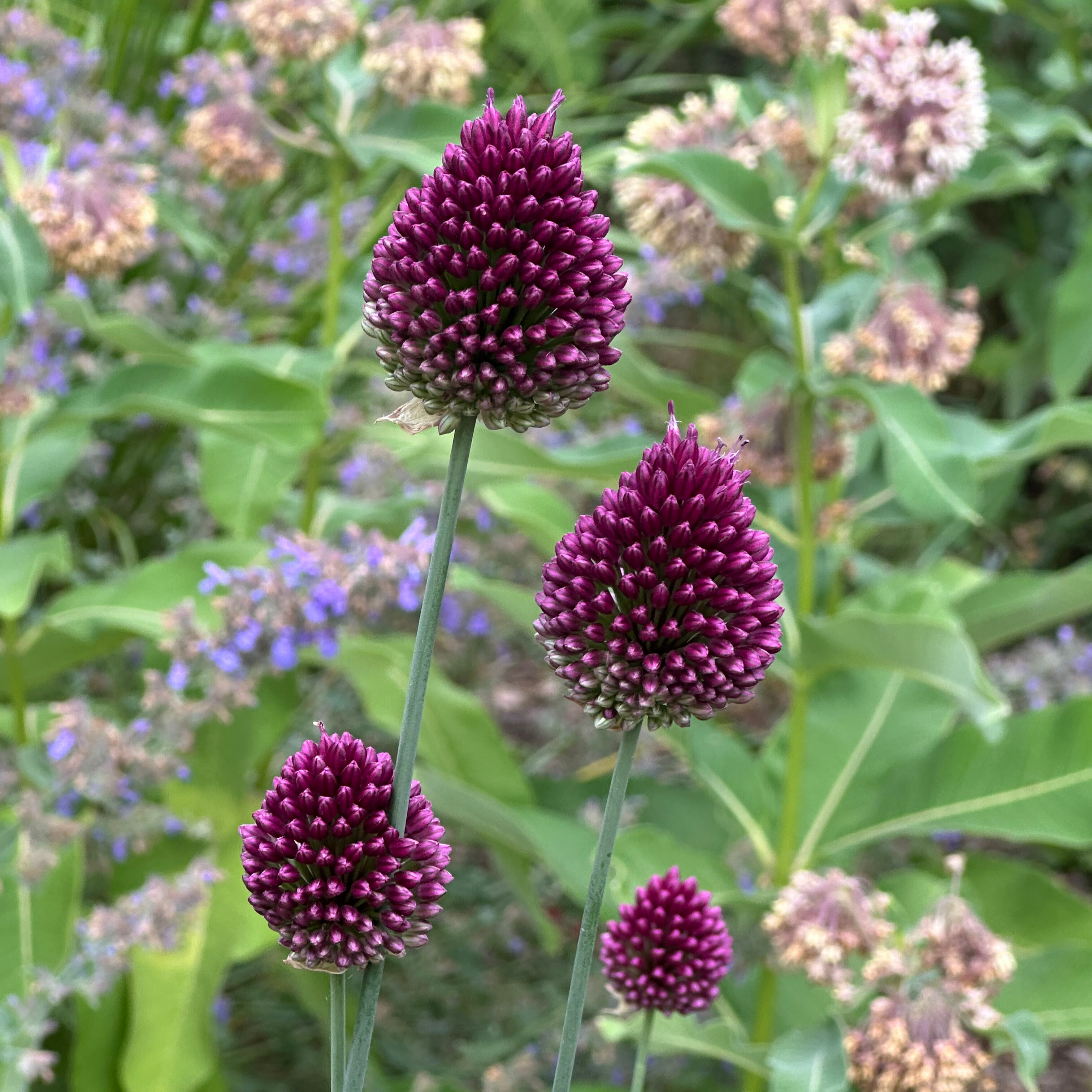 Allium 'Drumstick'