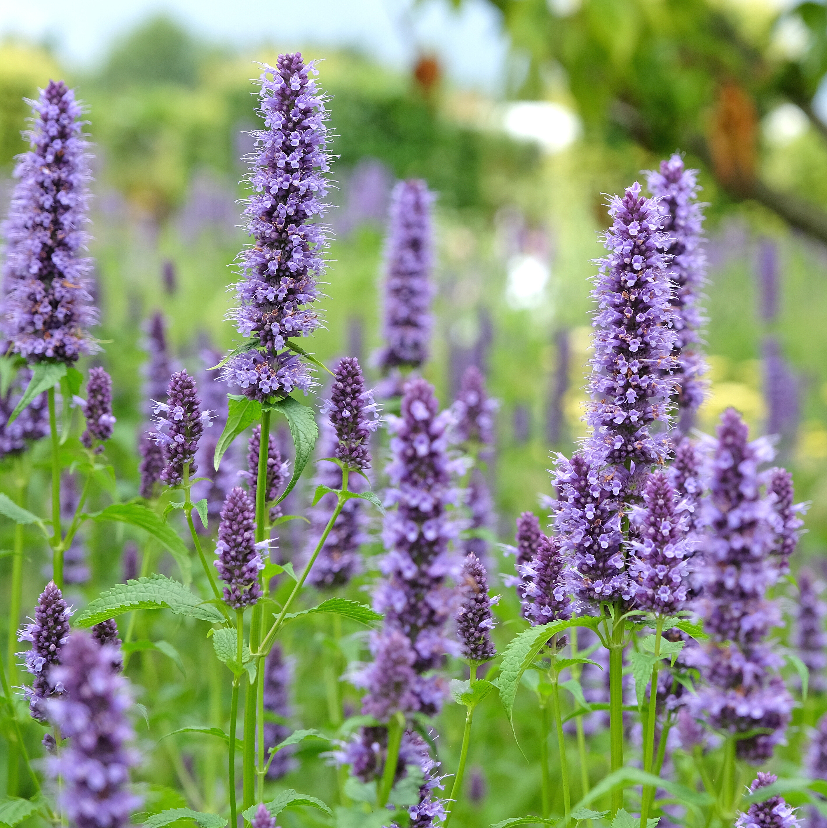 Anise Hyssop