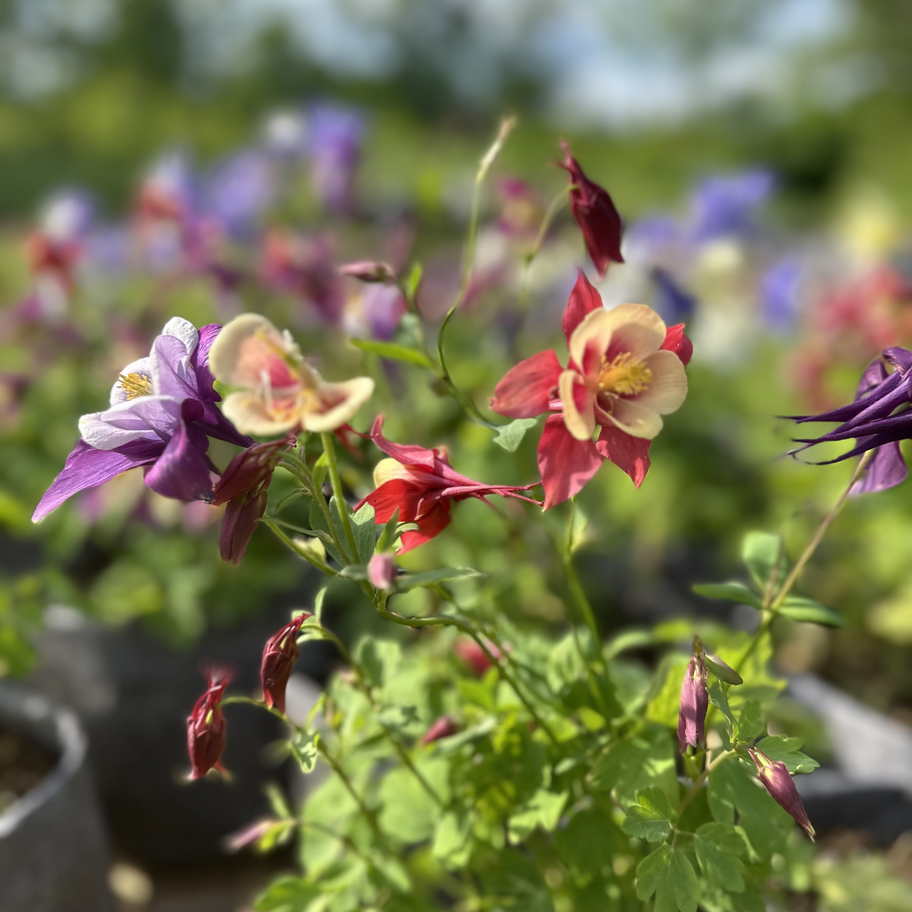 Columbine 'Selection Mix'