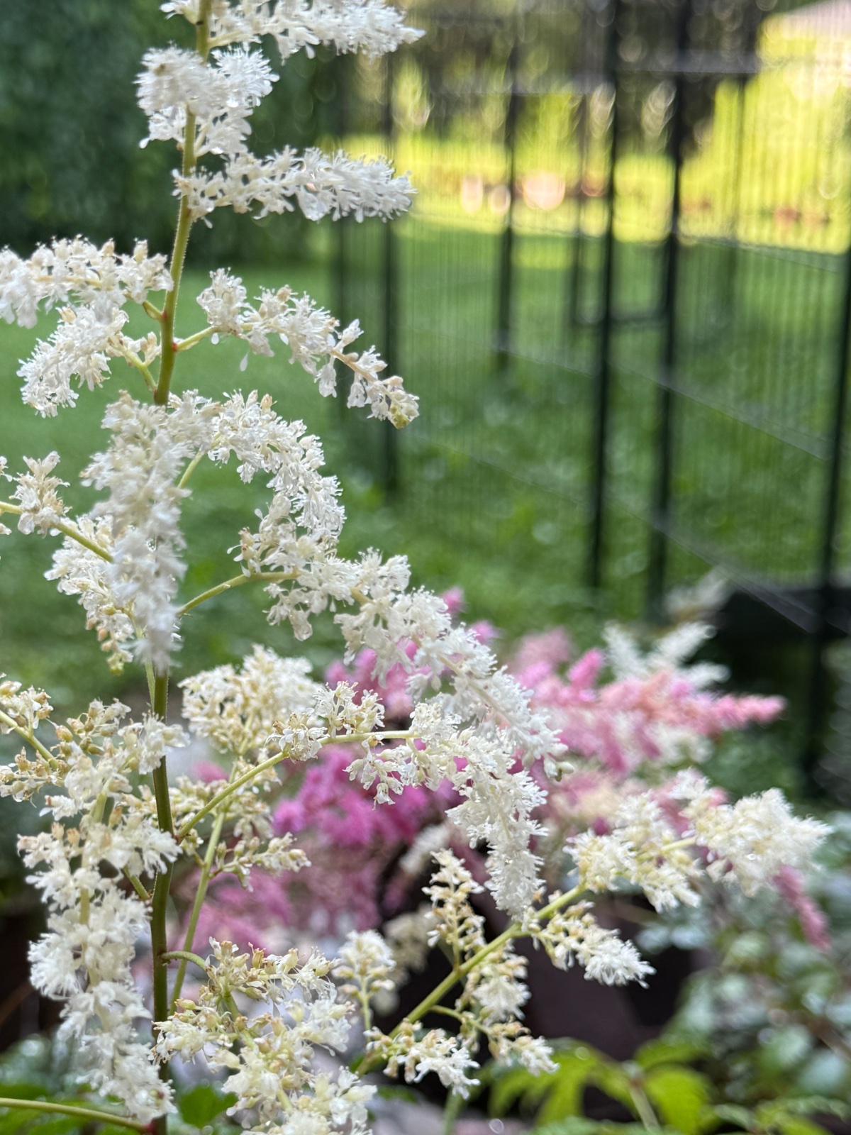 Astilbe 'Bridal Veil'