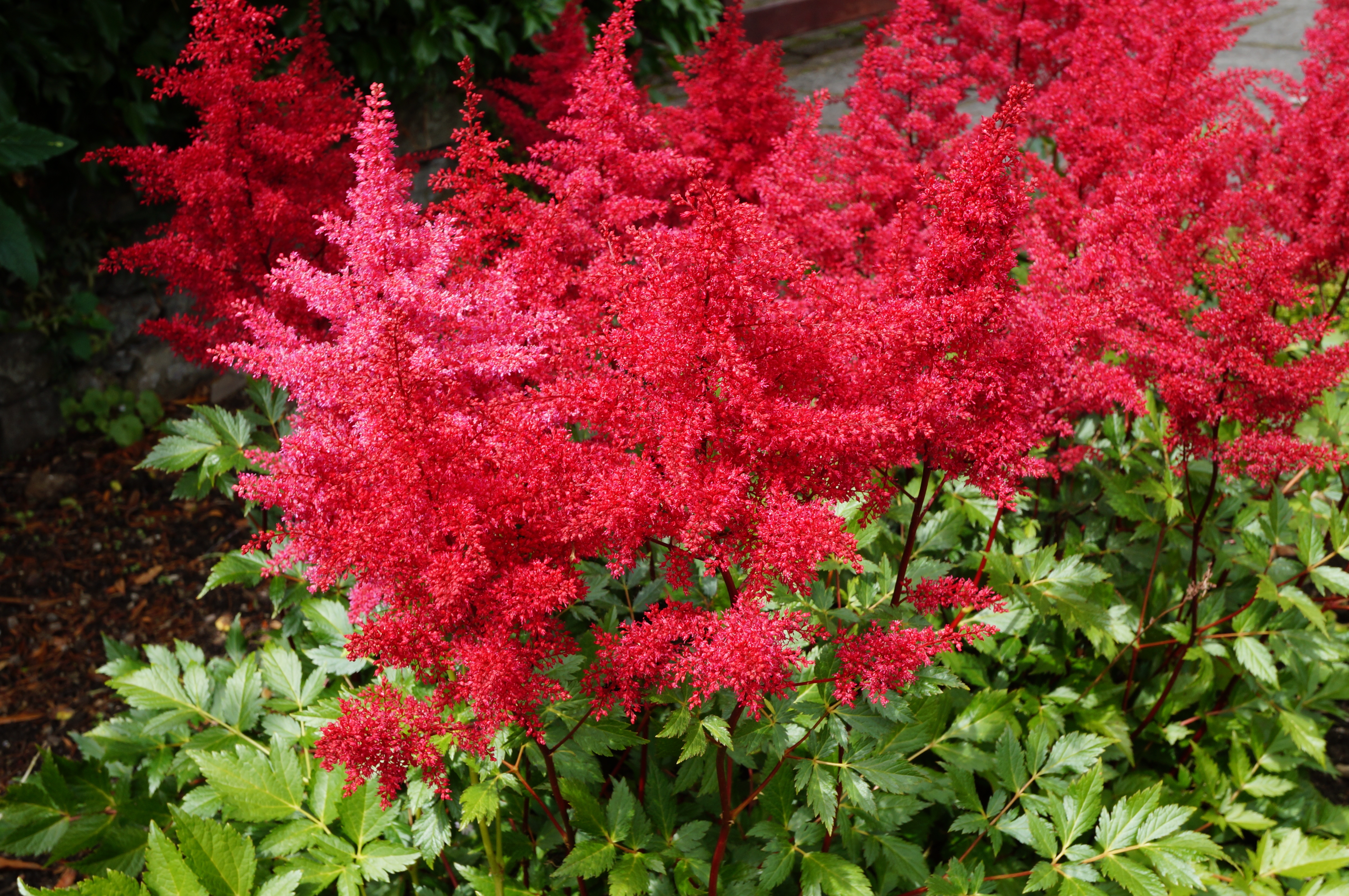 Astilbe 'Mighty Chocolate Cherry'