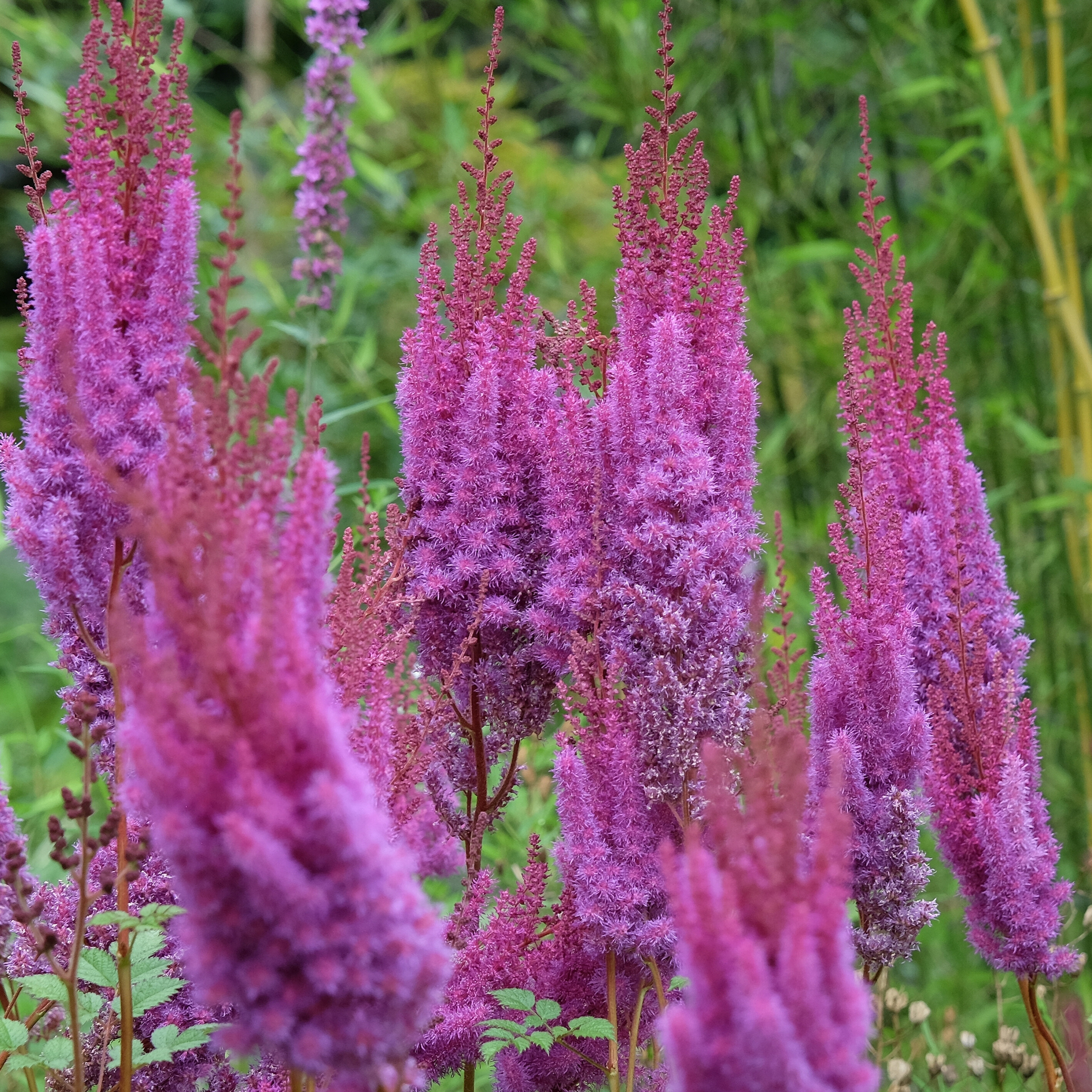 Astilbe 'Taqueti Superba'