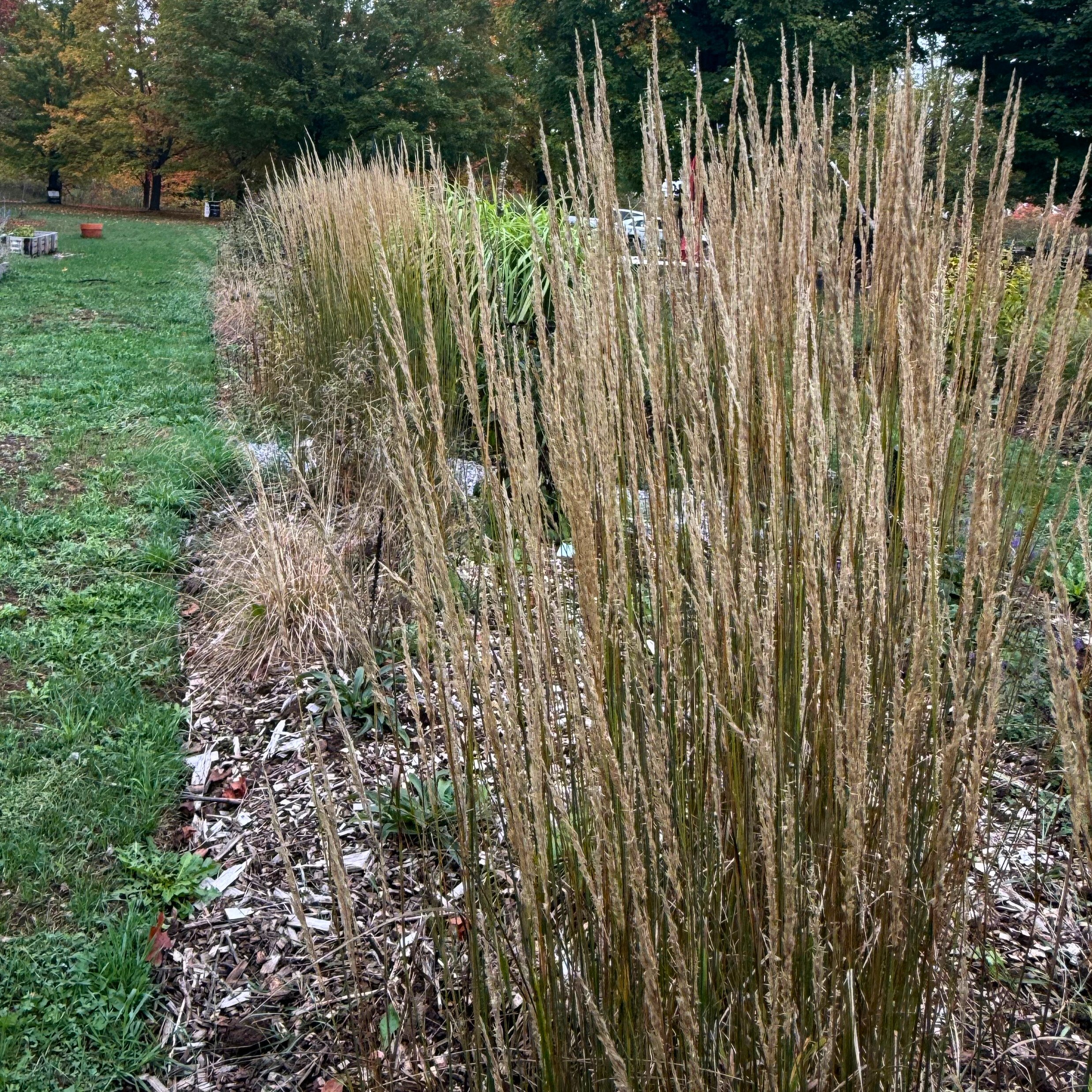 Reed Grass 'Karl Foerster'