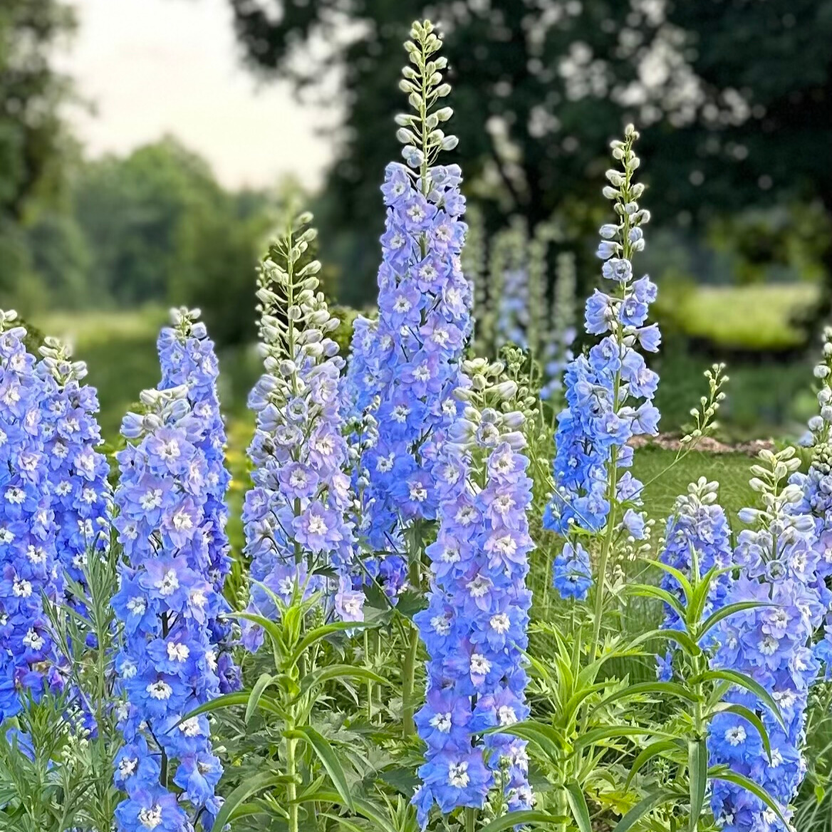 Delphinium 'Magic Fountain Mix'
