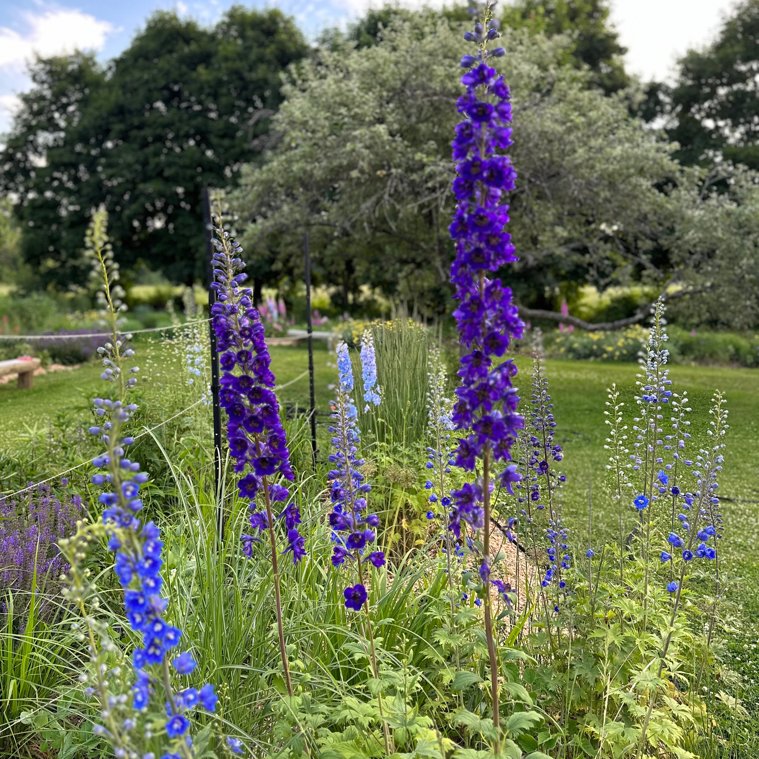 Delphinium 'Pacific Giant Mix'