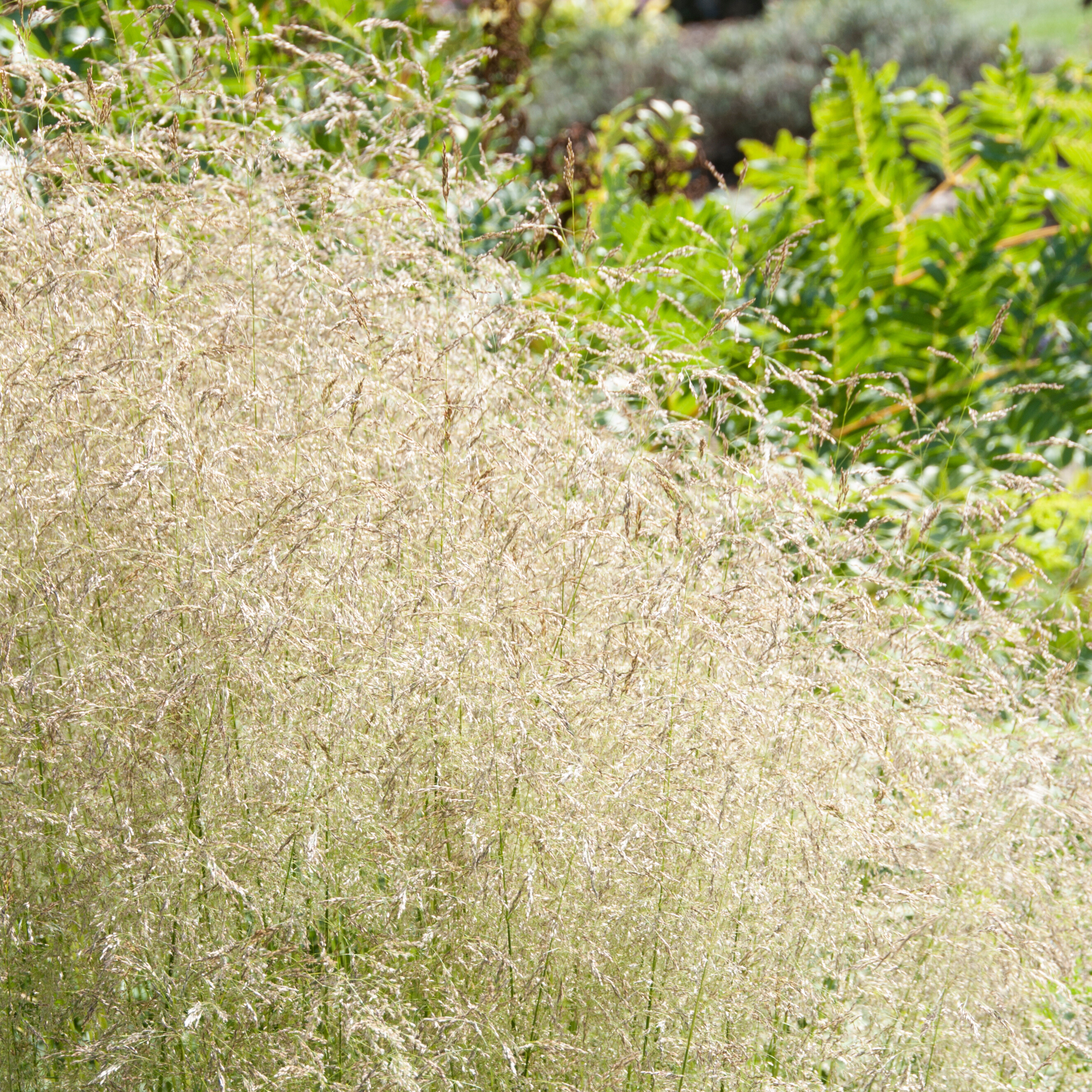 Tufted Hair Grass