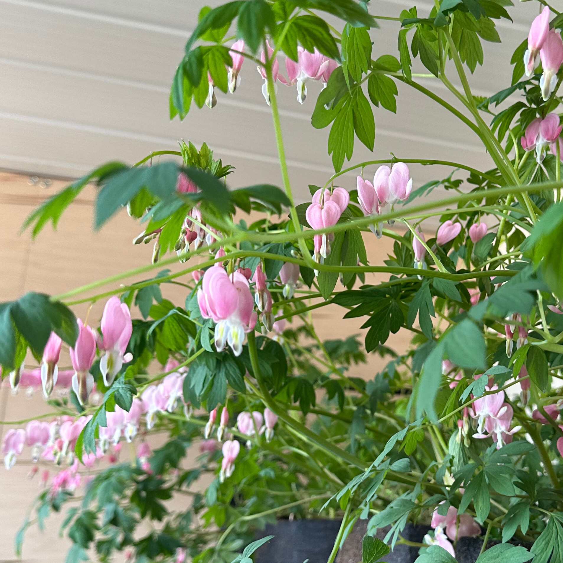 Bleeding Heart 'Cupid'
