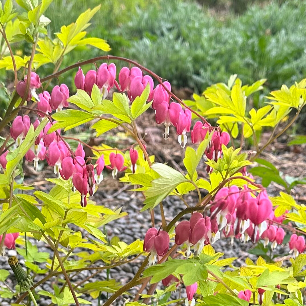 Bleeding Heart 'Yellow Leaf'