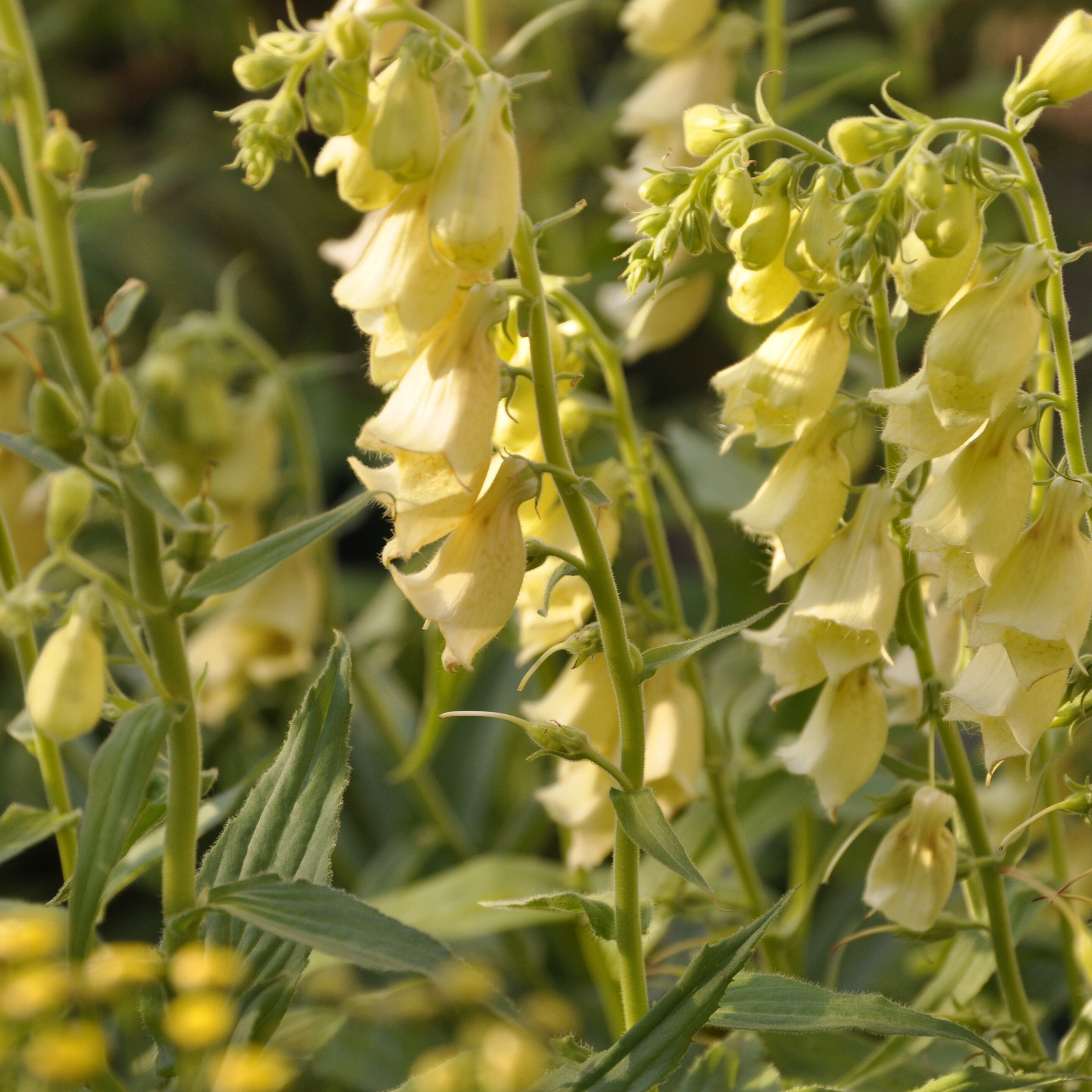 Foxglove 'Cream Bell'