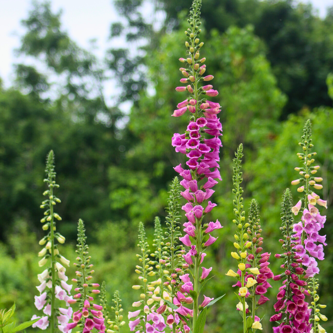 Foxglove 'Foxy'