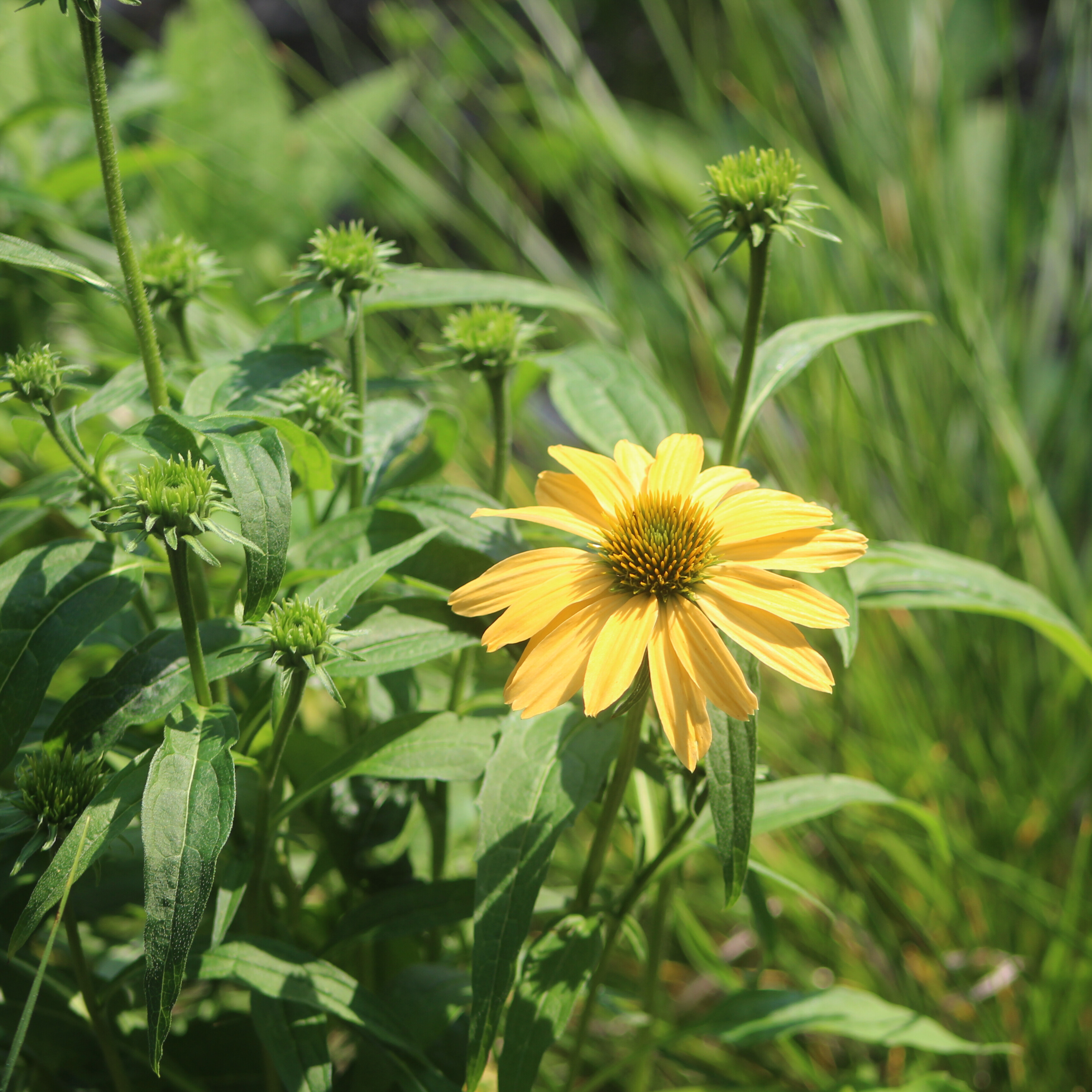 Coneflower 'Mellow Yellow'