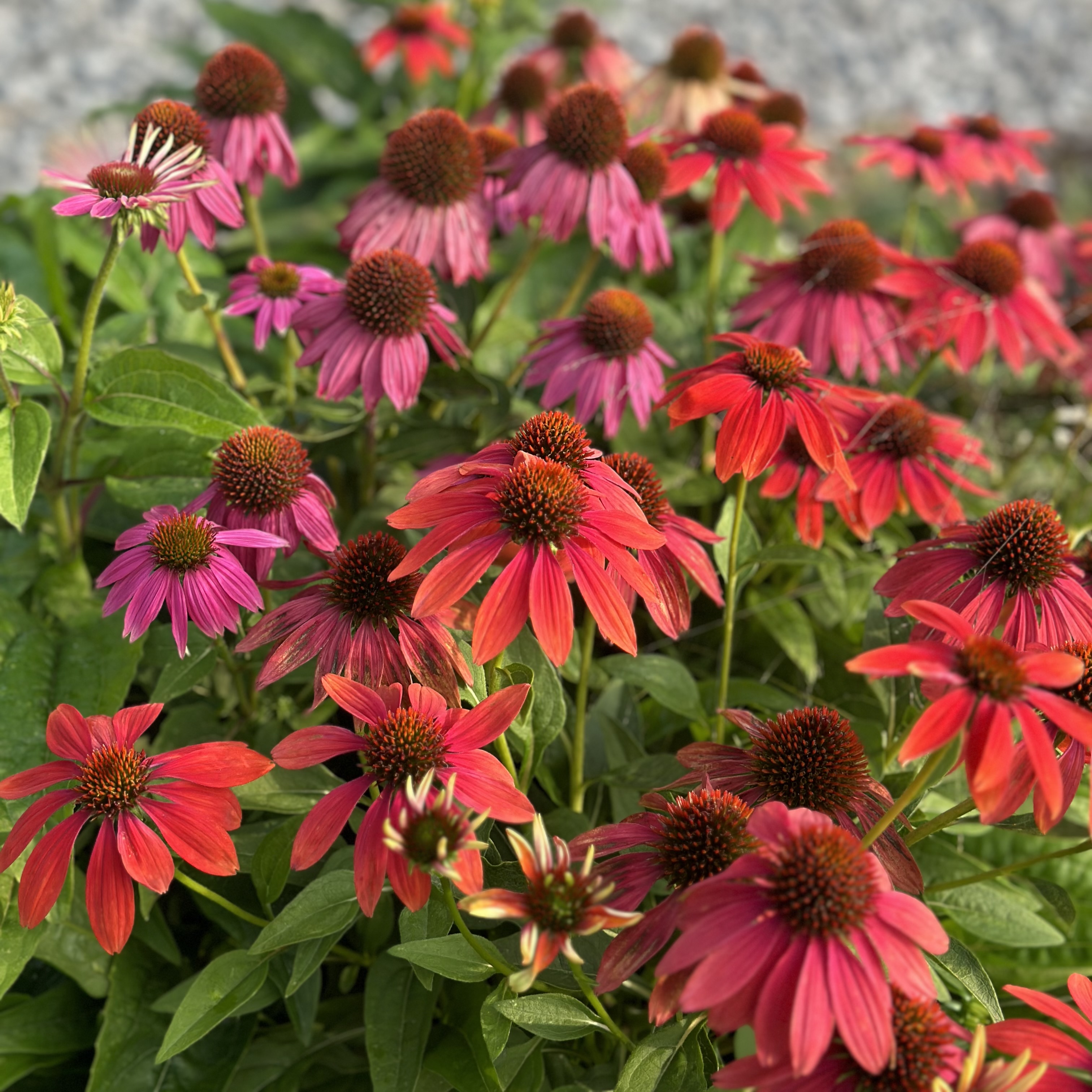Coneflower 'Red Ombre'