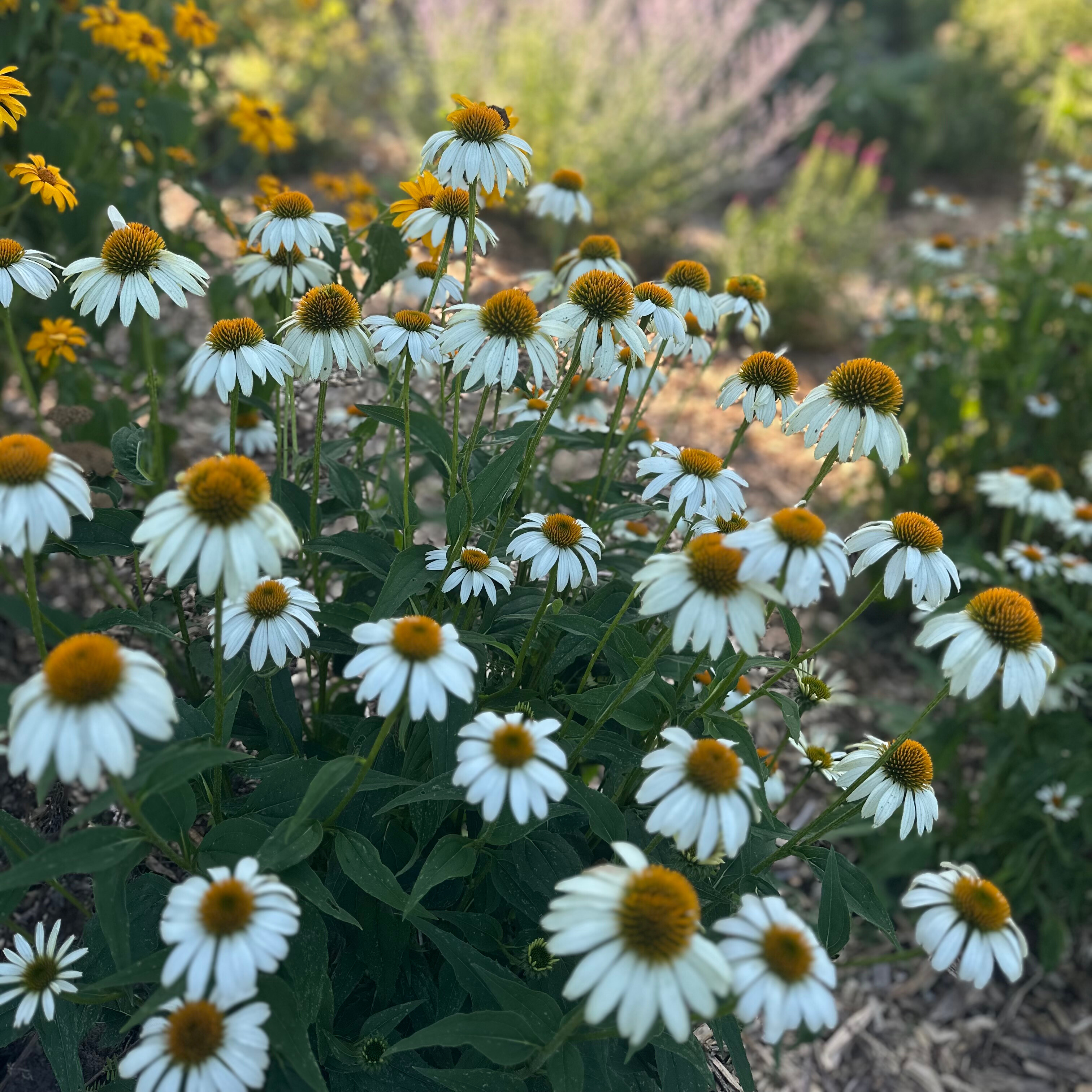 Coneflower 'White Swan'