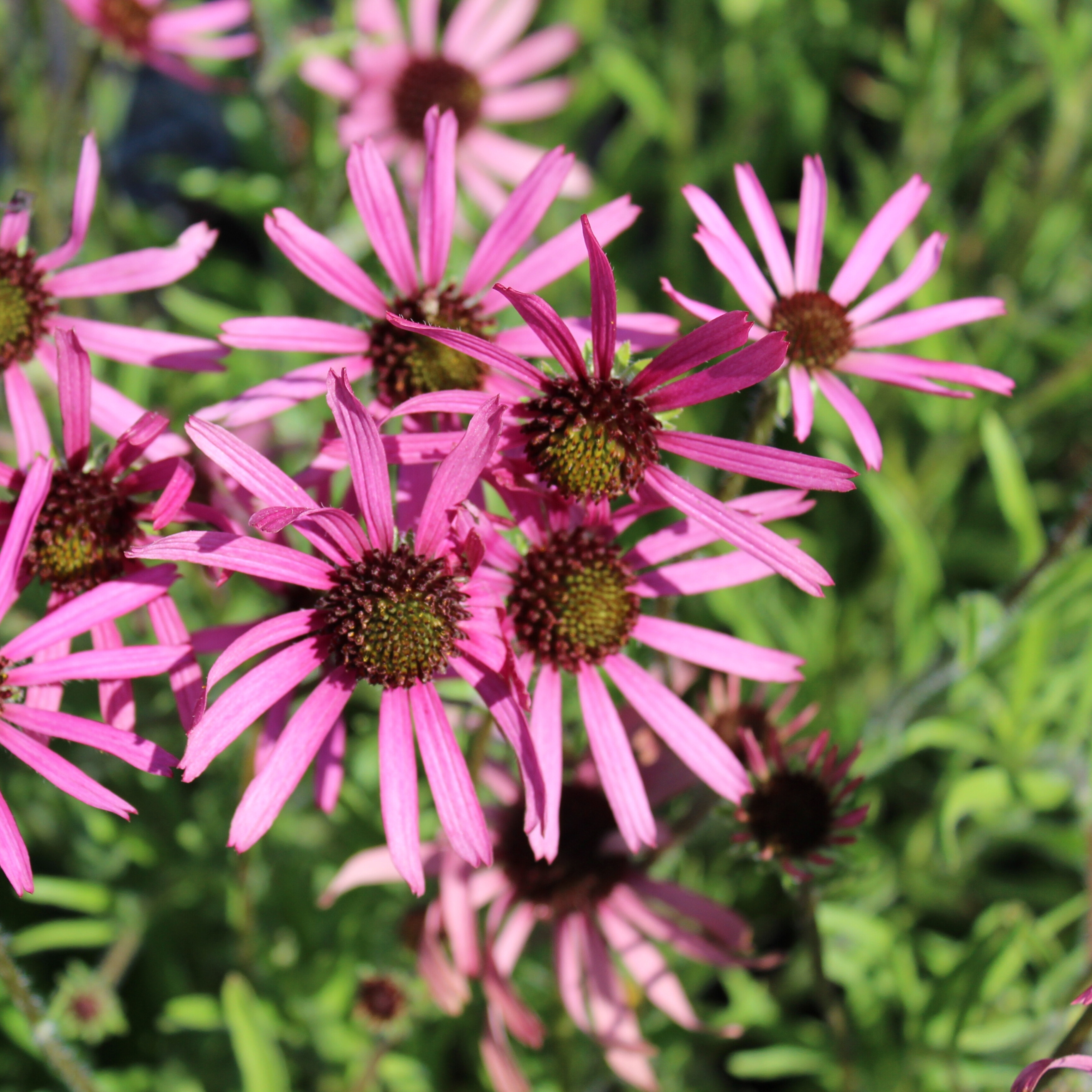 Coneflower 'Rocky Top'