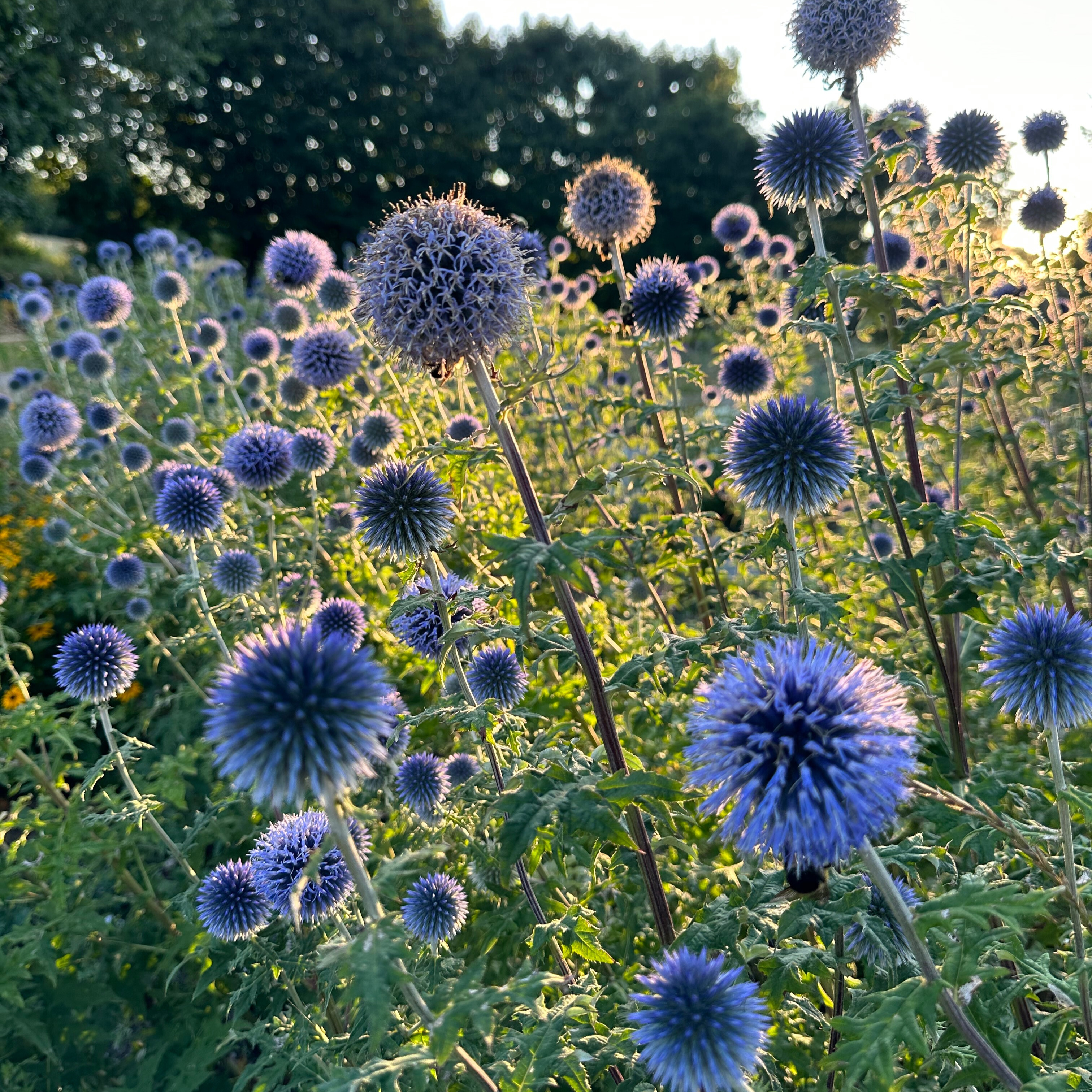 Globe Thistle 'Veitch's Blue'