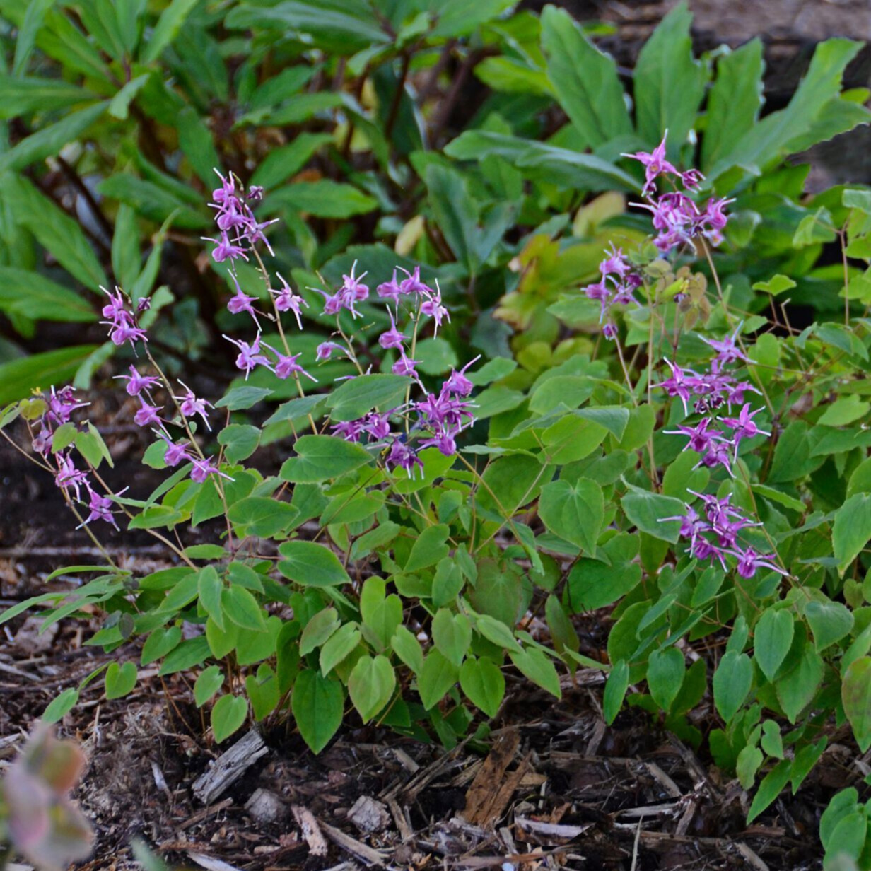 Barrenwort 'Lilafee'