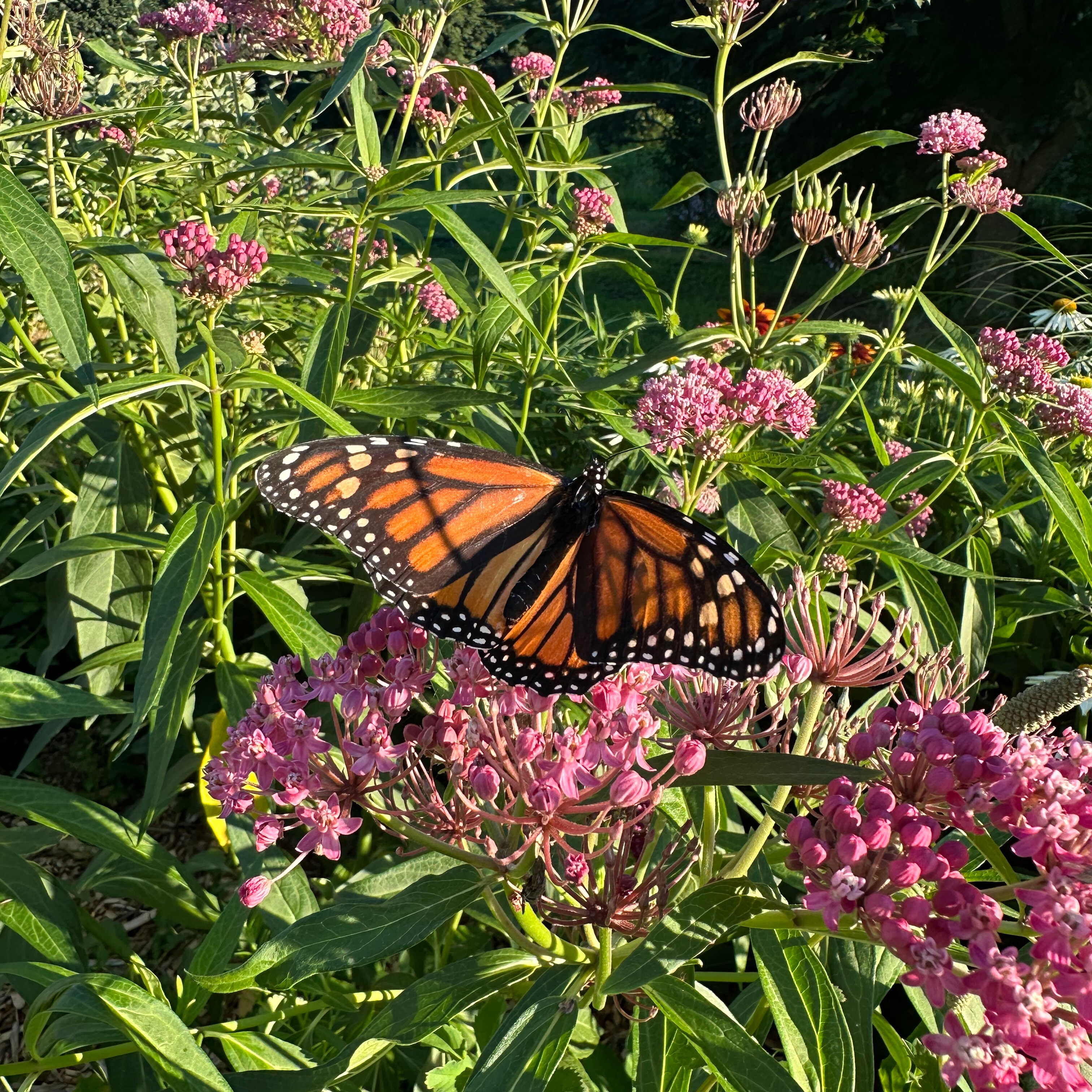 Joe Pye Weed