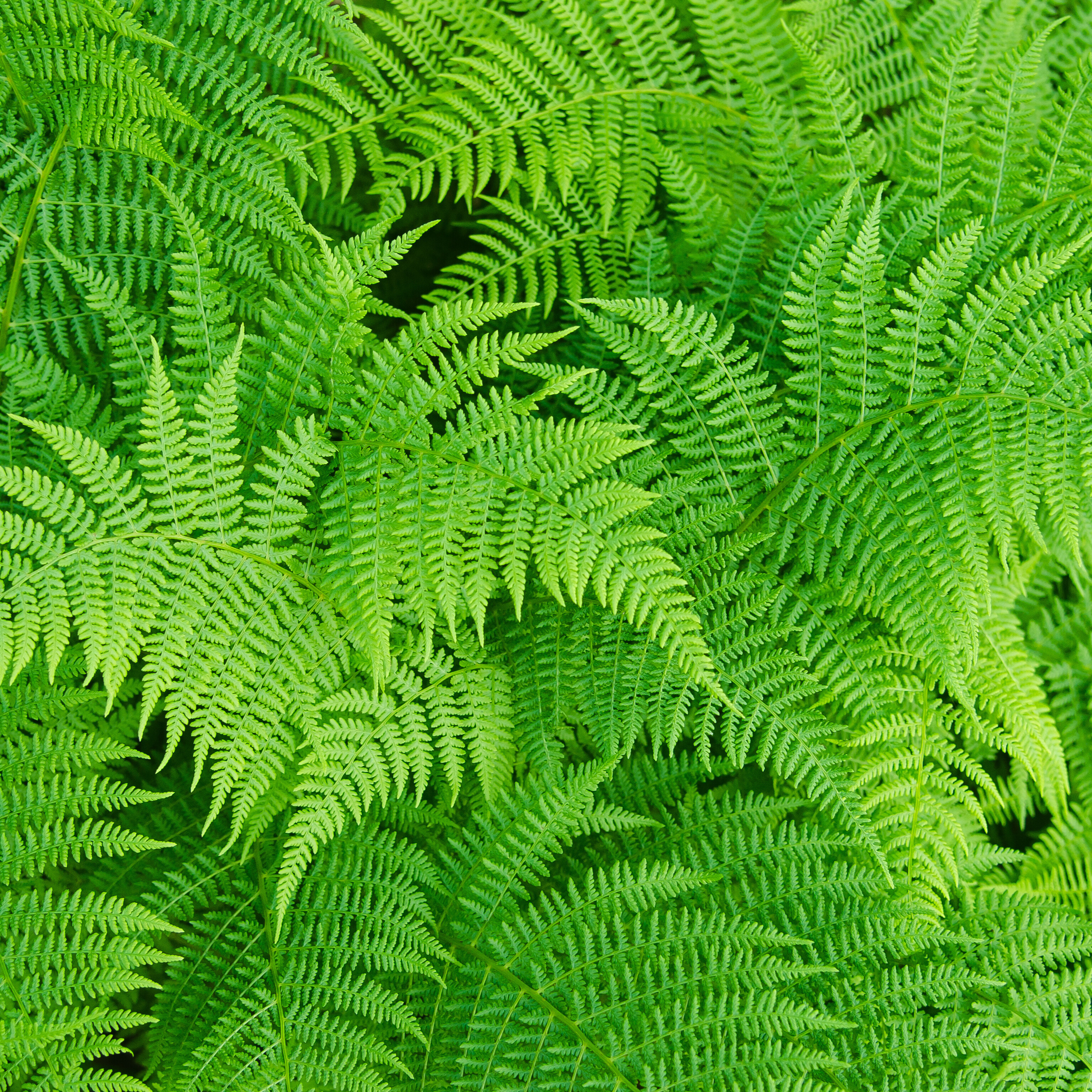 Lady Fern 'Limelight'