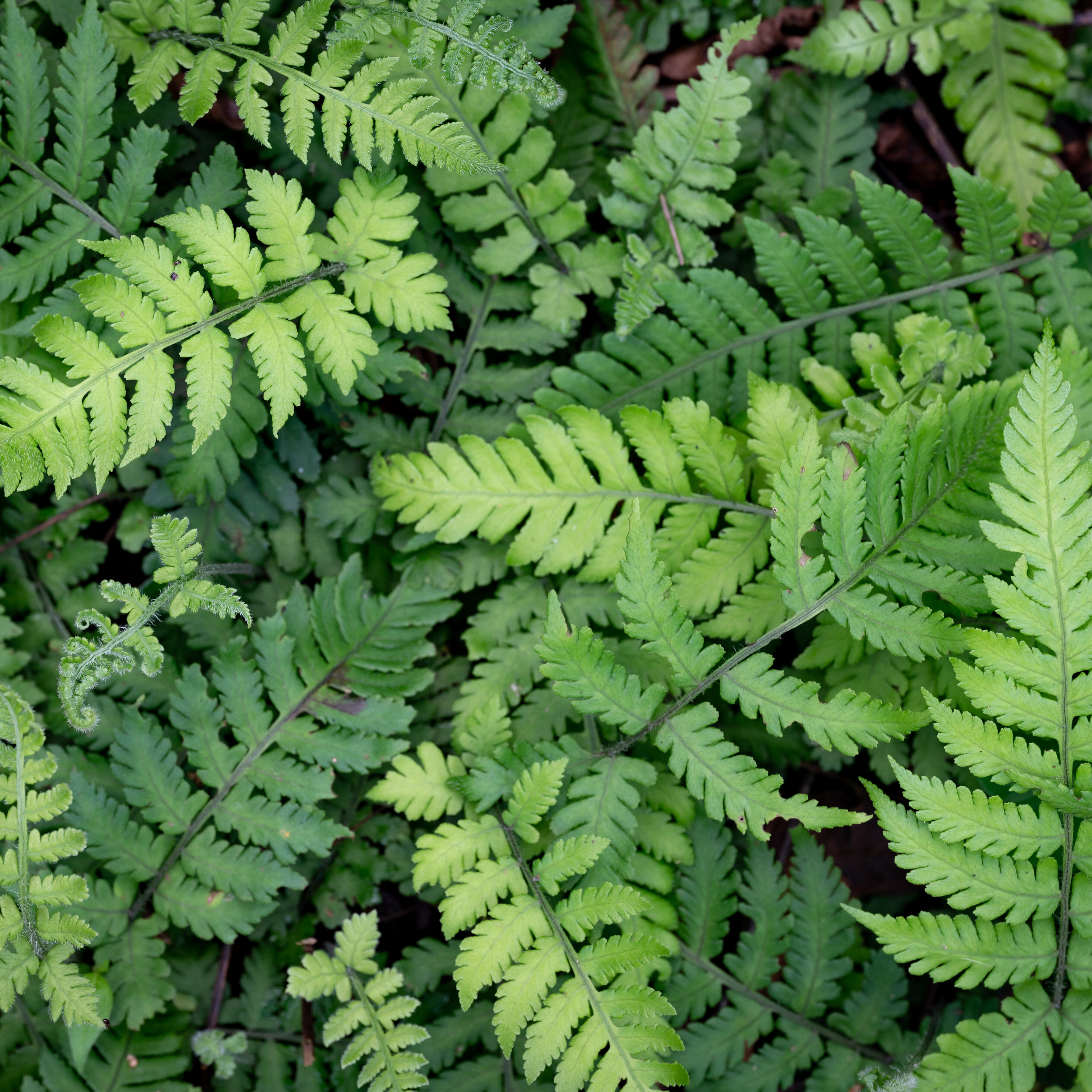 Lady Fern 'Godzilla'