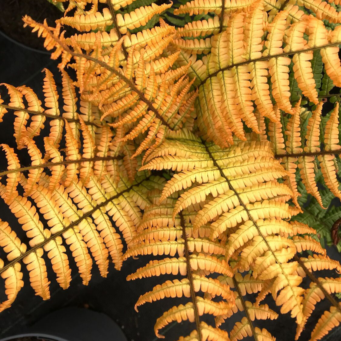 Lady Fern 'Jurassic Gold'