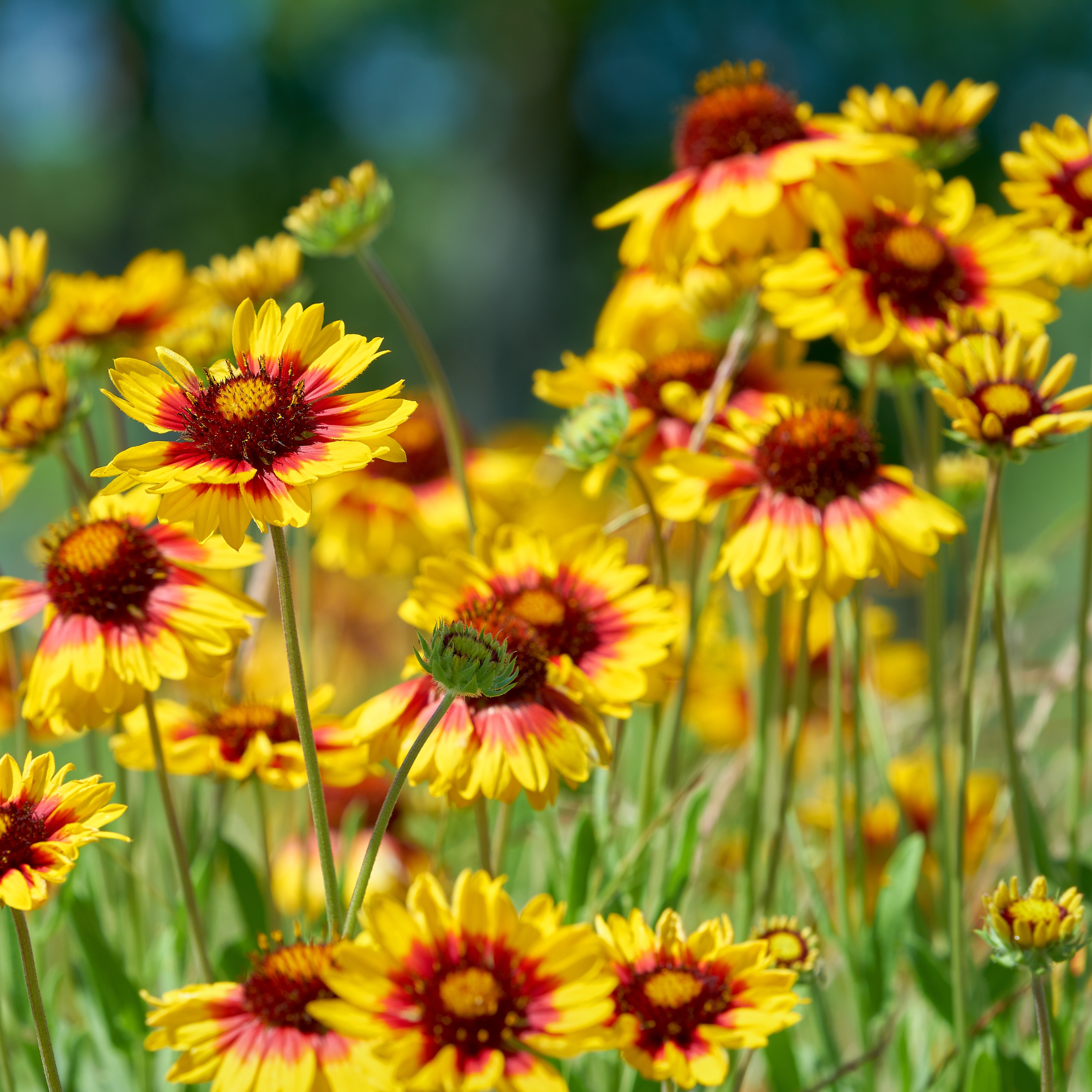 Blanket Flower