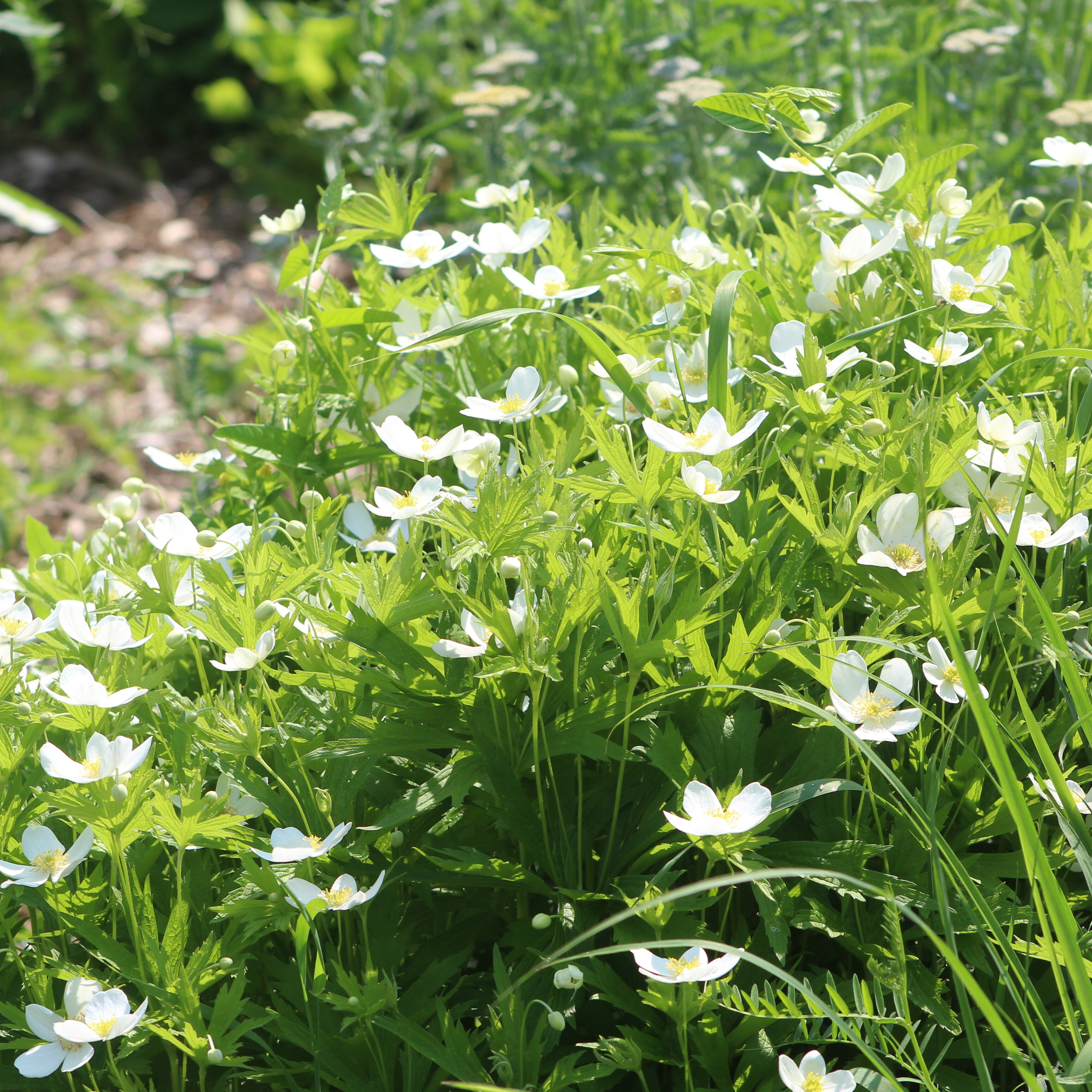 Cranesbill 'Alba'
