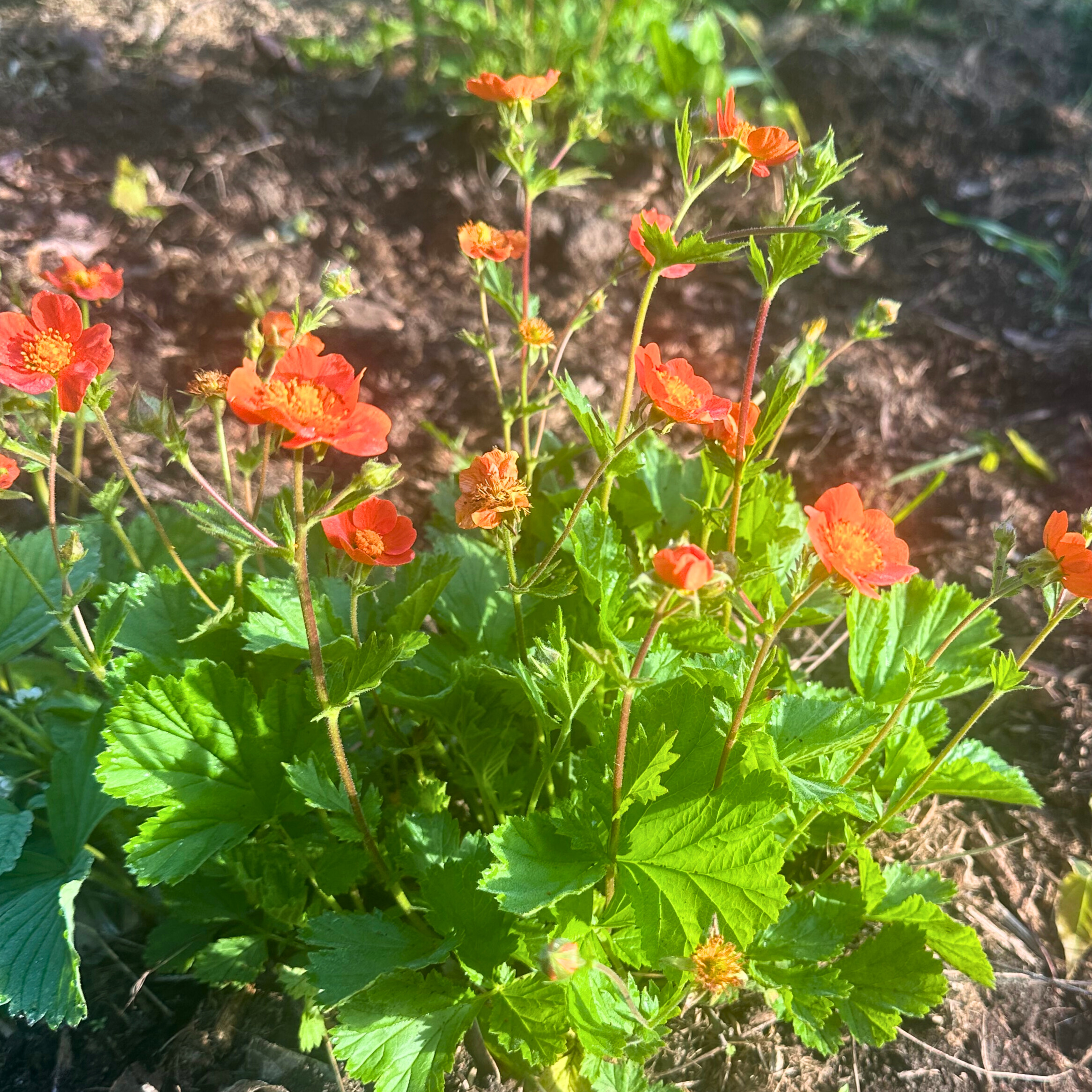 Geum 'Koi'