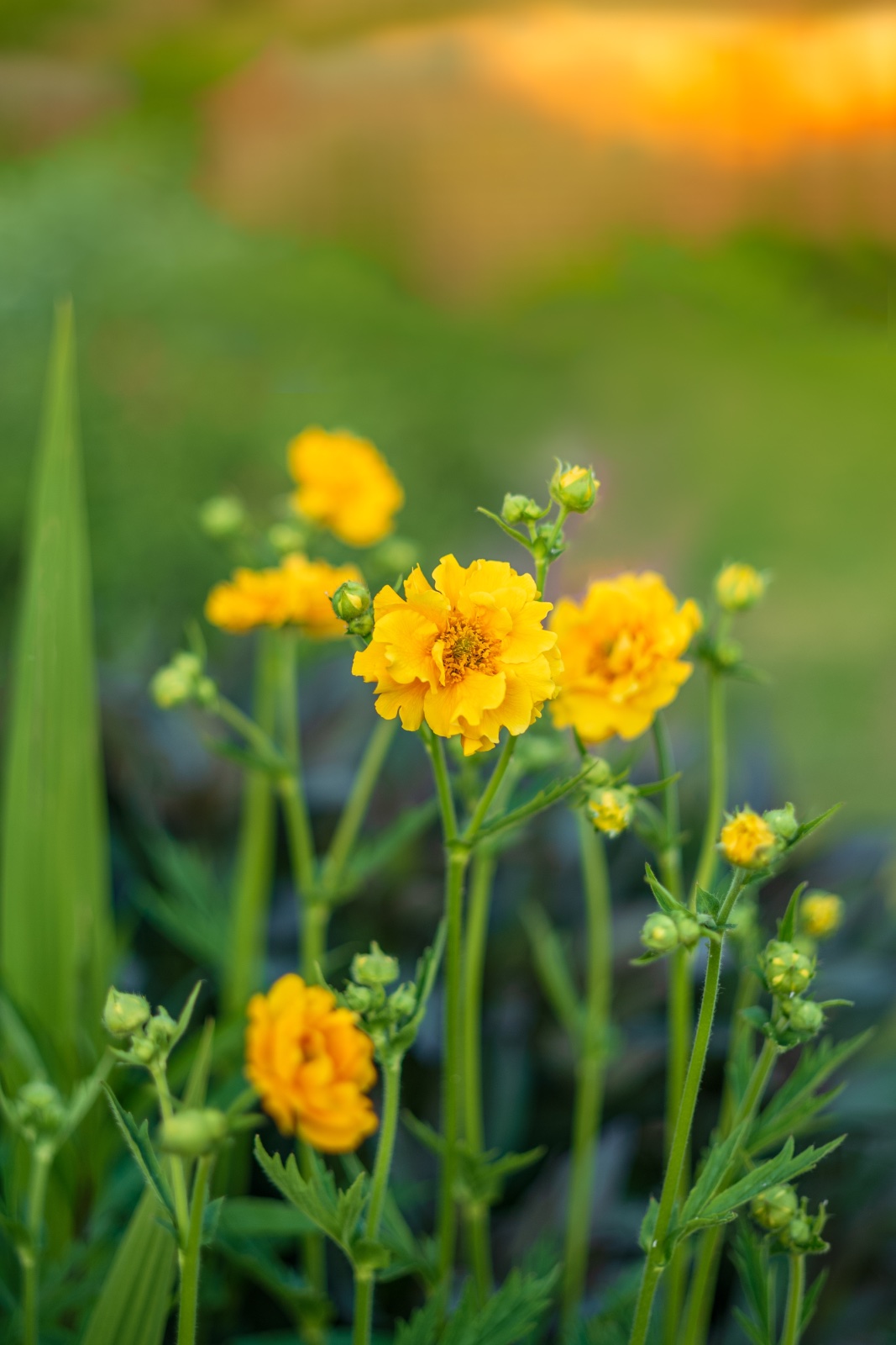 Geum 'Lady Stratheden'