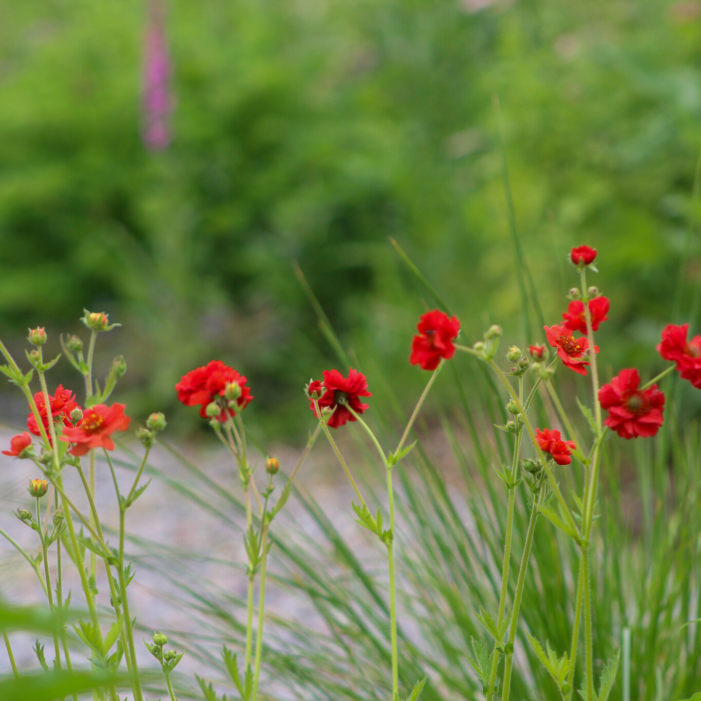 Geum 'Mrs. Bradshaw'