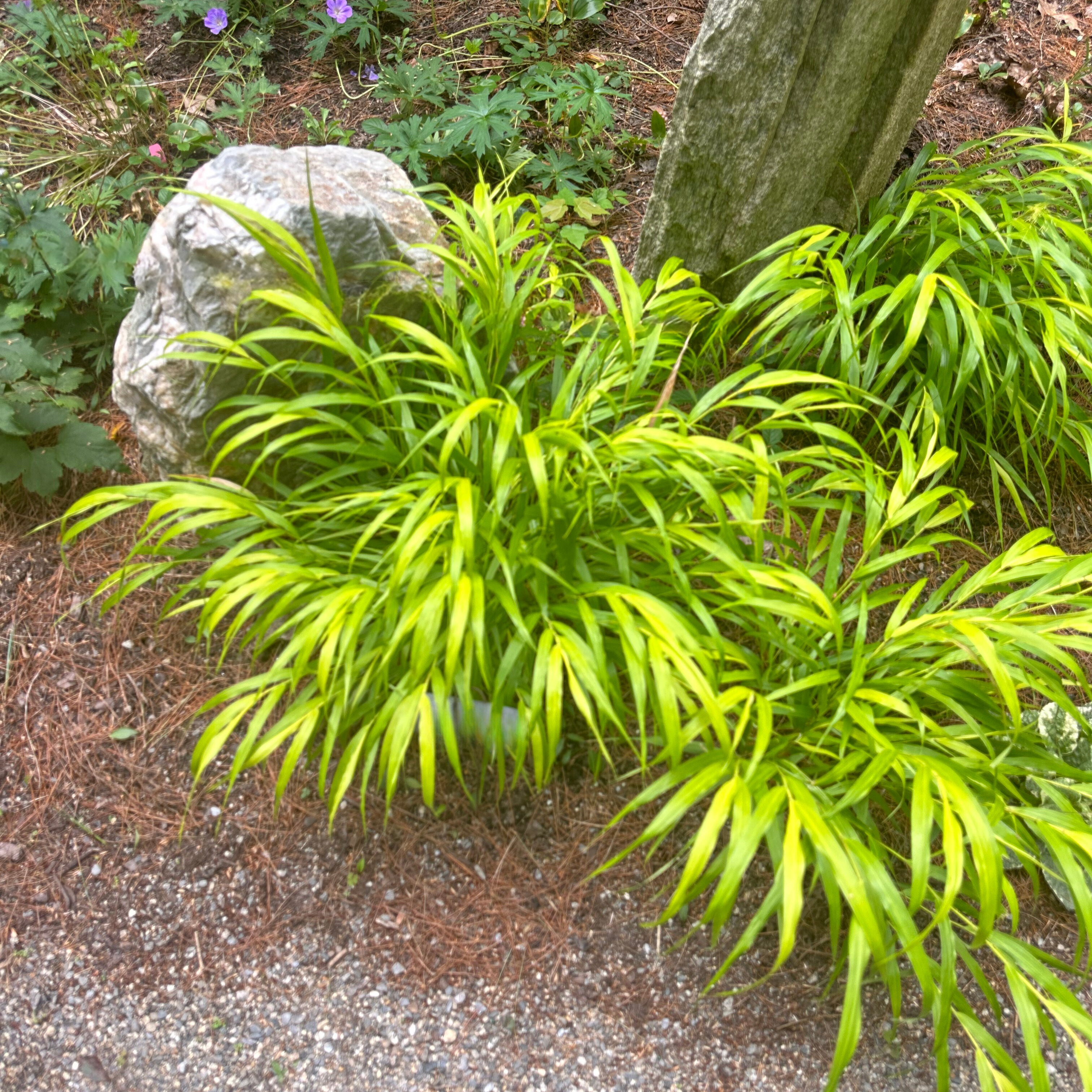 Japanese Grass 'Gold'