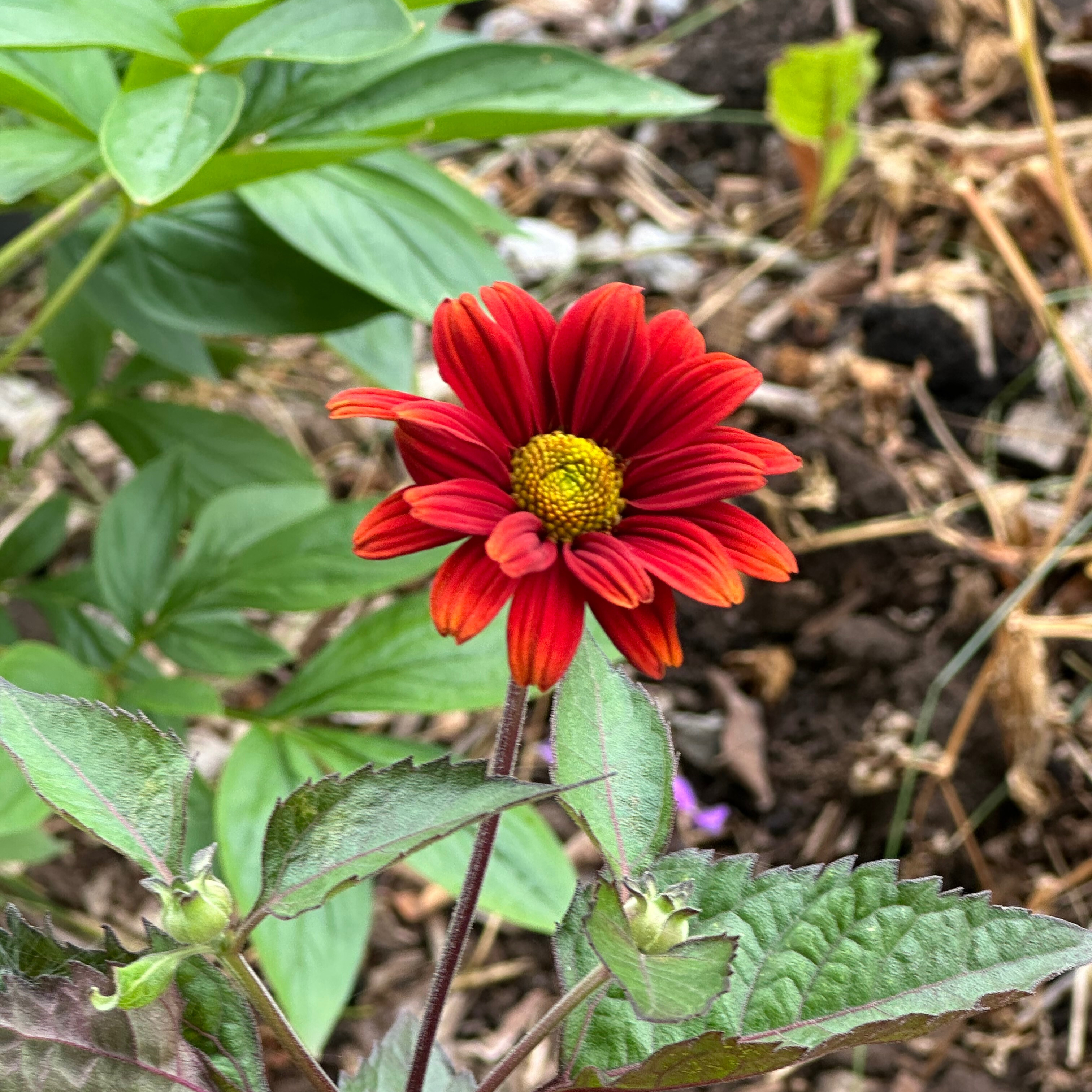False Sunflower 'Bleeding Hearts'