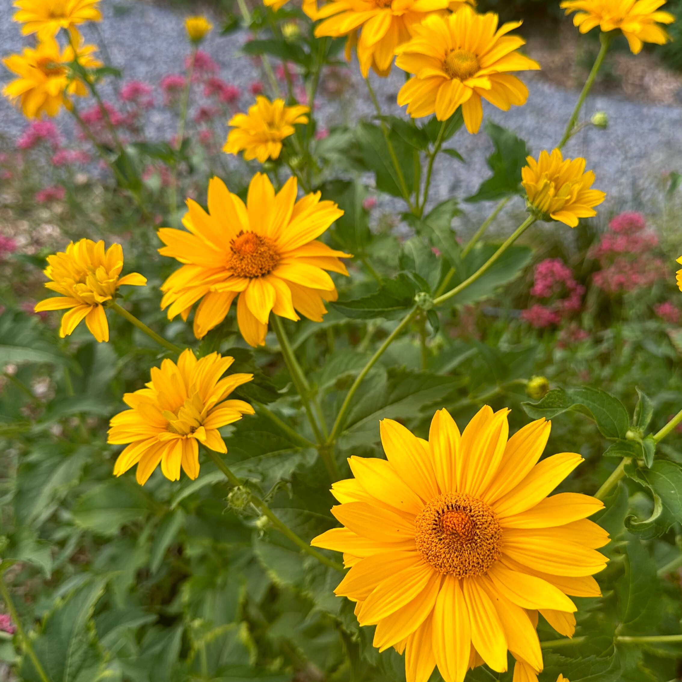 False Sunflower 'Summer Nights'