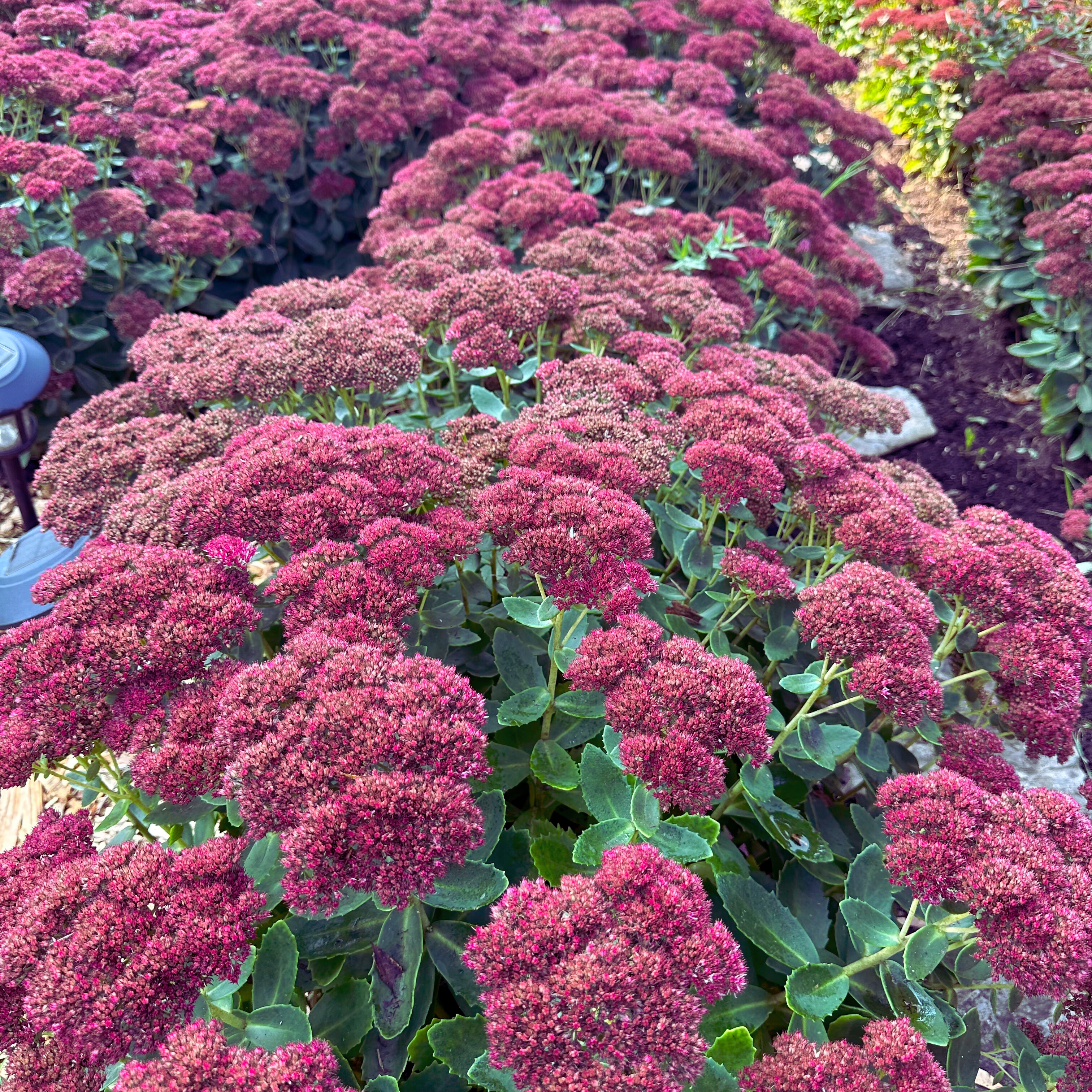 Sedum 'Autumn Joy'