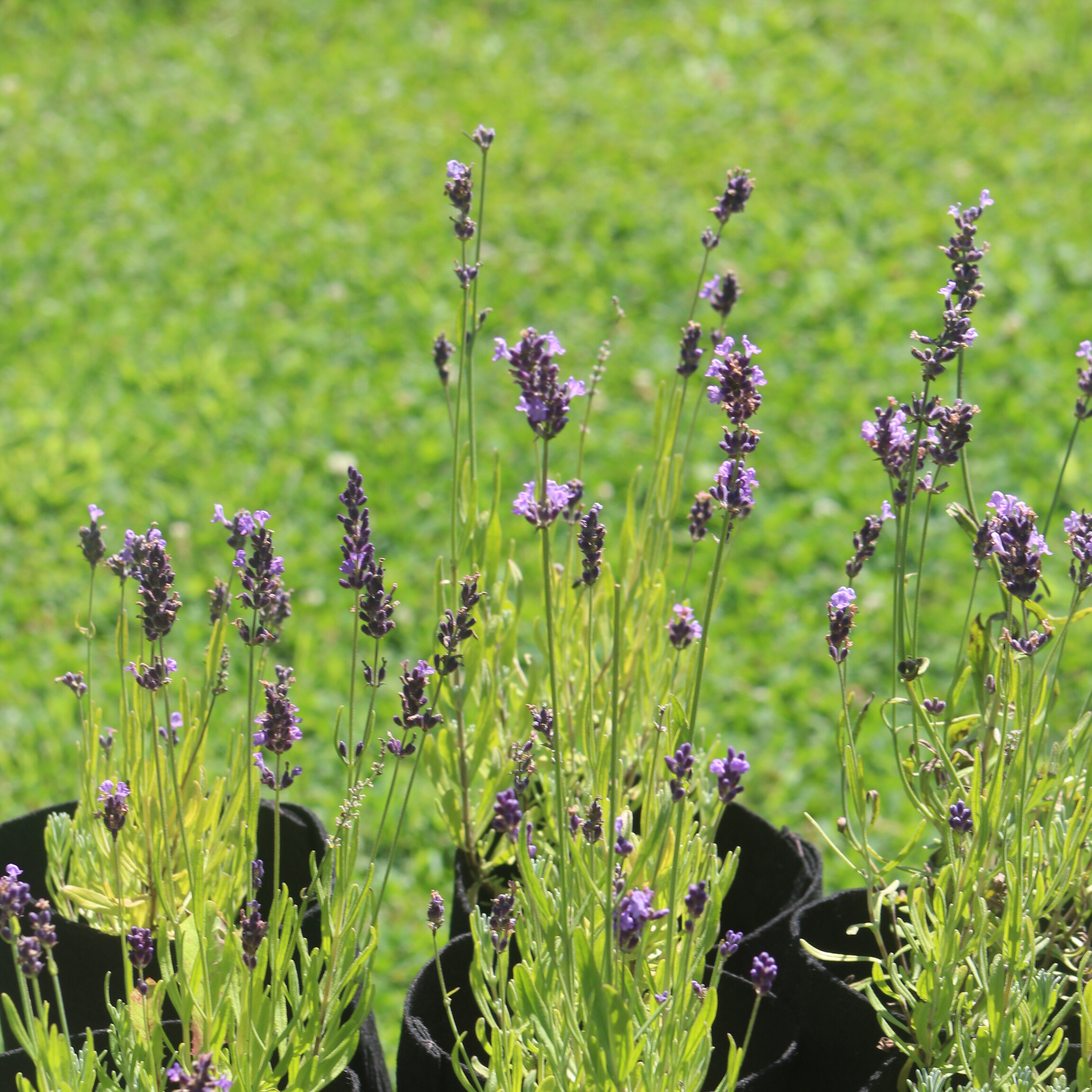 Lavender 'Ellagance'