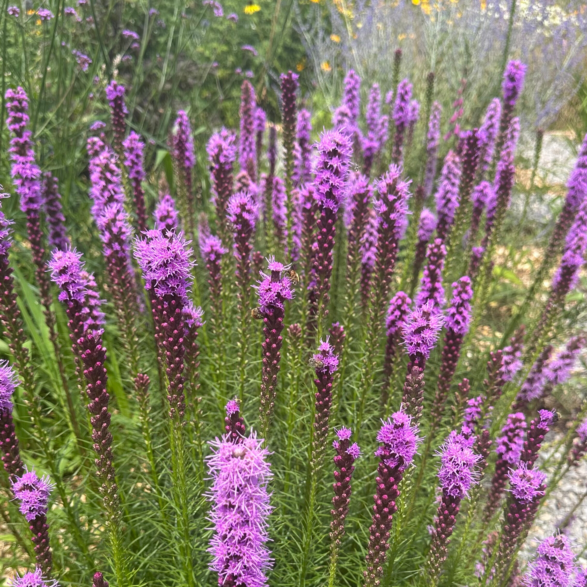 Blazing Star 'Floristan Violet'