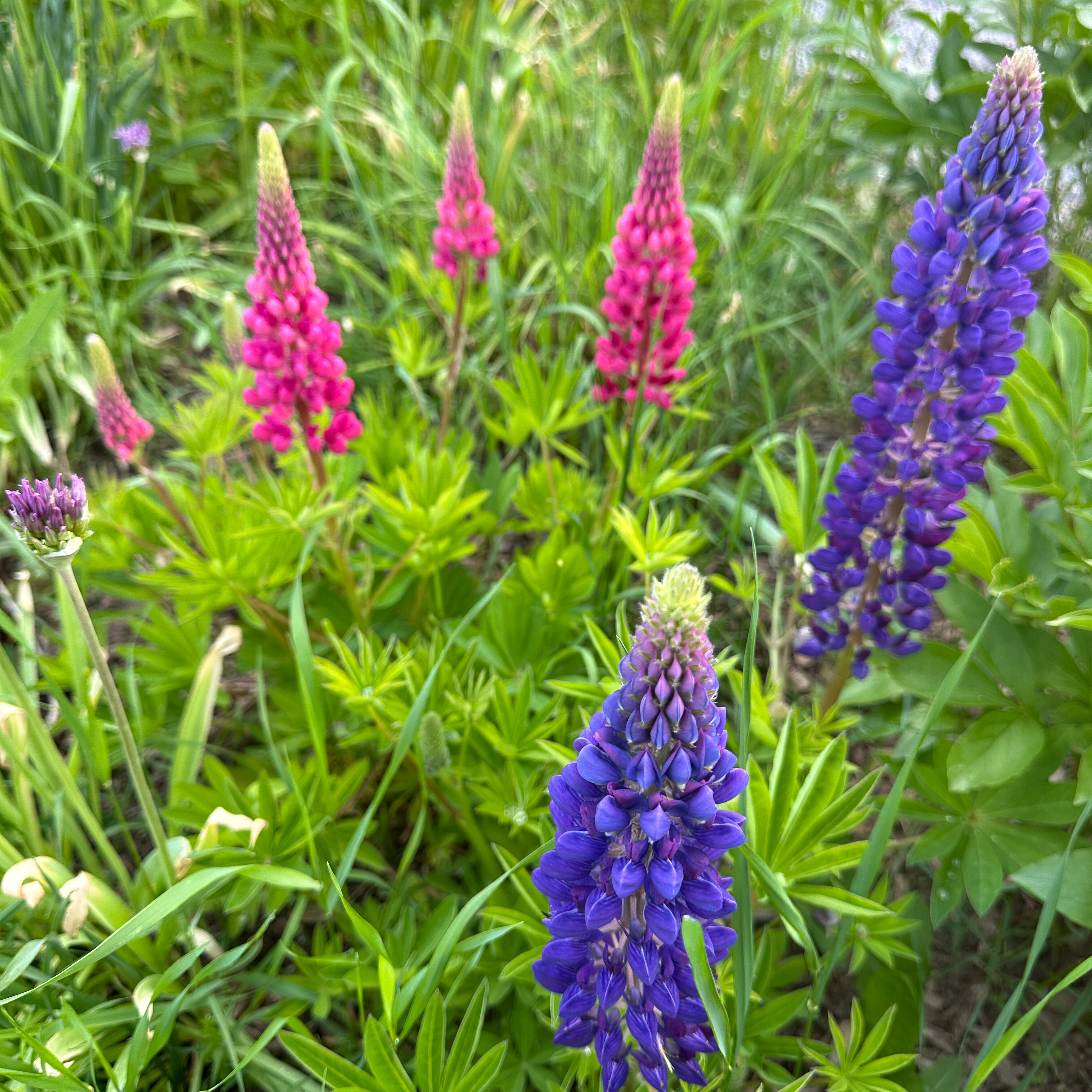 Lupine 'Russell Mix'